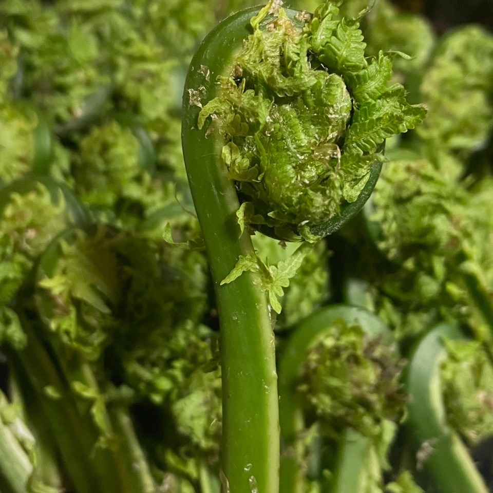 岩手県産 天然こごみ 山菜 ｜ 野菜/山菜 産直アウル 農家・漁師など