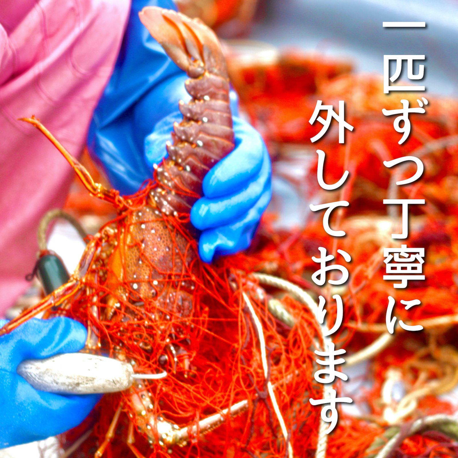 1㎏】活伊勢エビ！！ | 魚介類/エビ 産直アウル 農家から直接野菜など