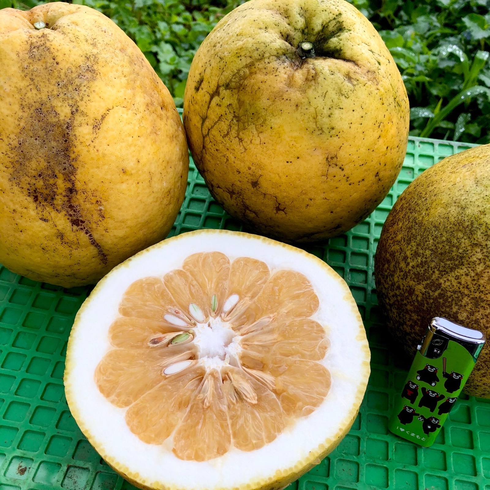 超特大！訳あり河内晩柑(あまくさ晩柑)10kg箱満載 | 果物/オレンジ