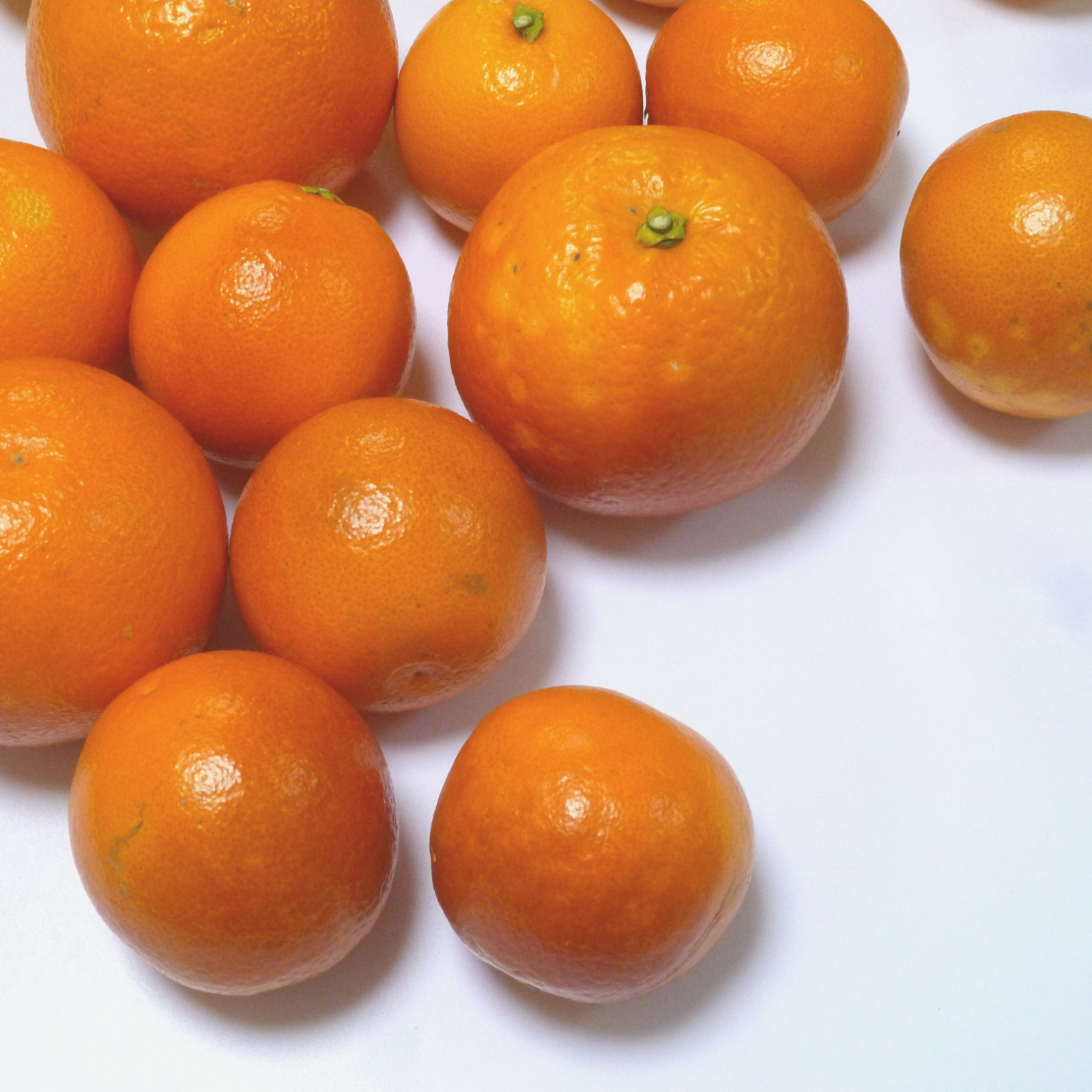 国産 ブラッドオレンジ（タロッコ種） C品（訳あり） 10kg ｜ 果物