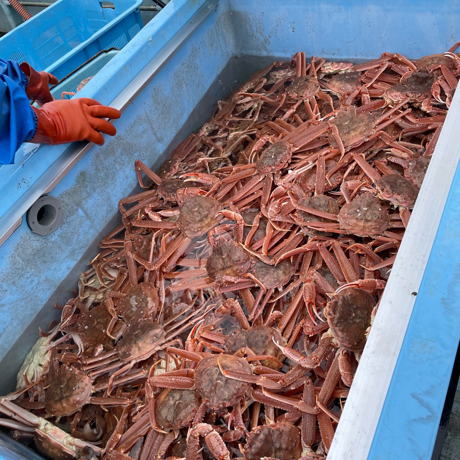 北海道産天然訳ありオオズワイガニ大サイズ2杯 ｜ 魚介類/カニ 産直