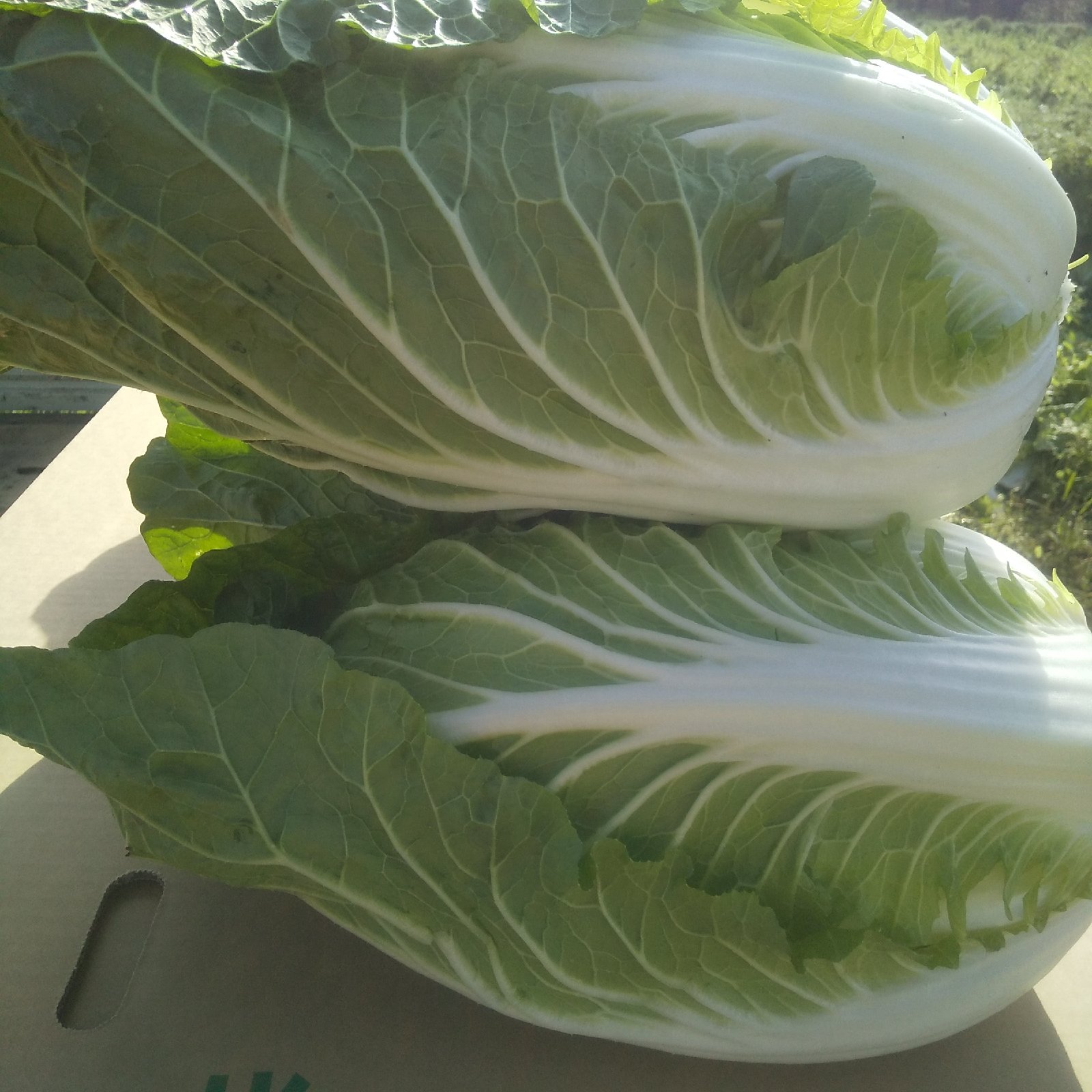 農家直送！黄芯白菜！80サイズ | 野菜/白菜 産直アウル 農家から直接 