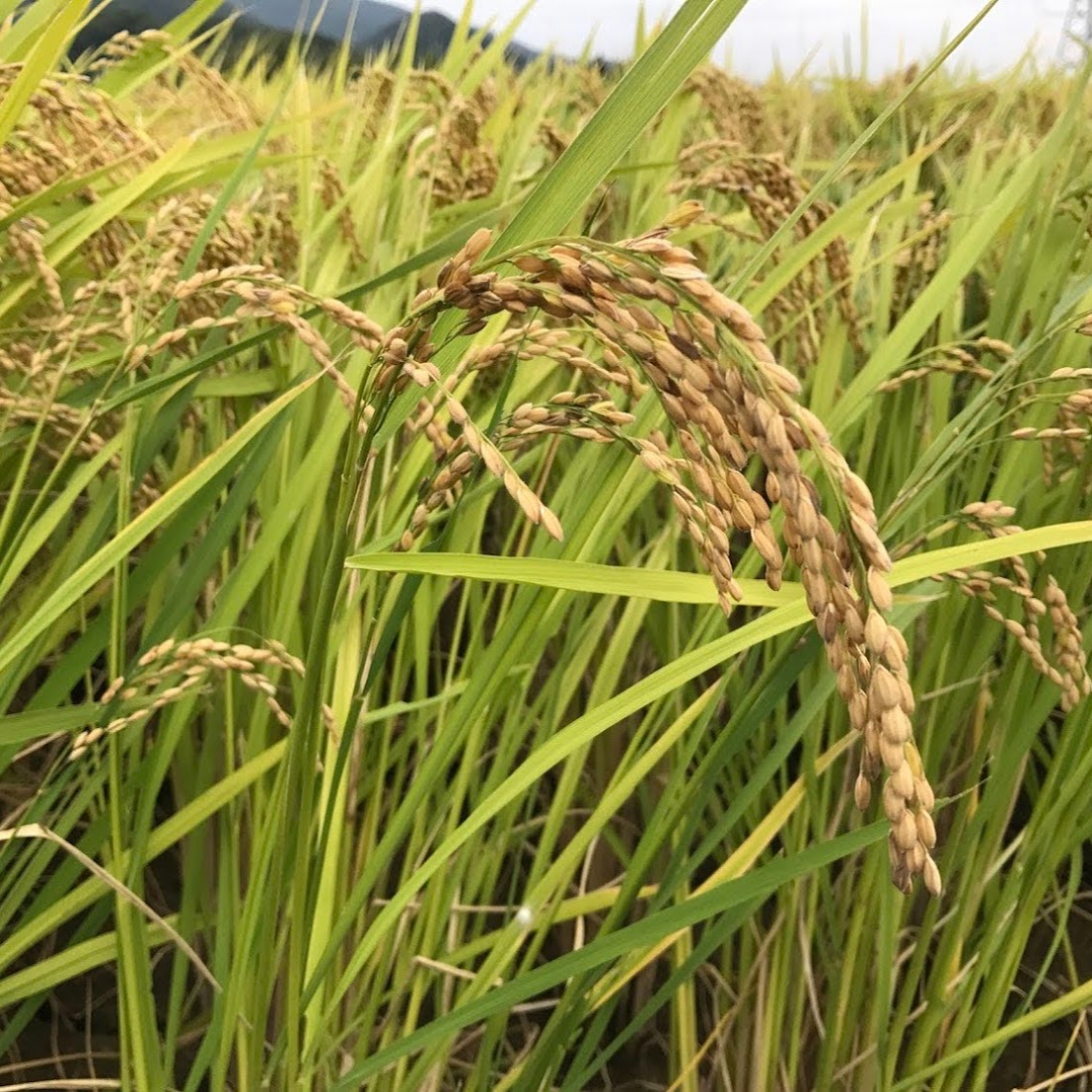 送料込み】令和7年度徳島県産 白米20kg ヒノヒカリ100％ ｜ 米