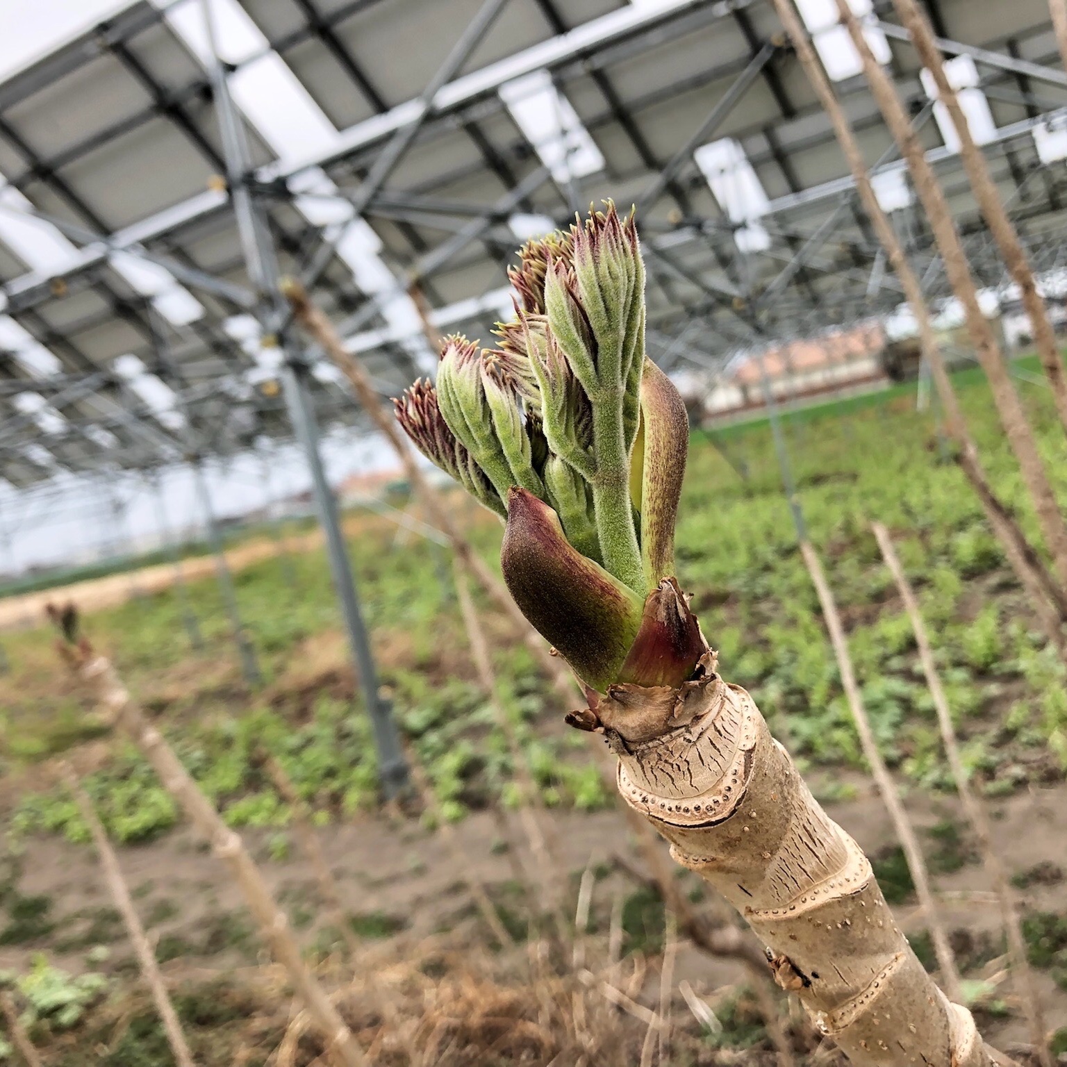 畑栽培のタラの芽 200g | 野菜/山菜 産直アウル 農家から直接野菜など