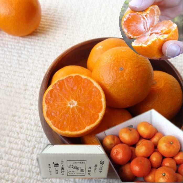 めちゃ甘～い！頑固な甘さの新こたつみかん「石甘太（いしあまた