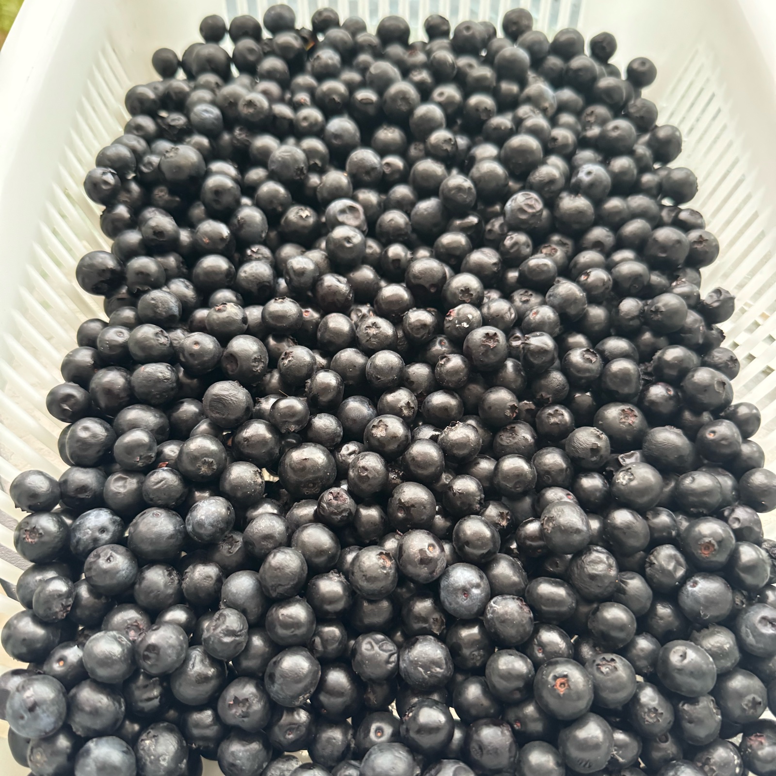 冷凍ブルーベリー2kg | 果物/ベリー類 産直アウル 農家から直接野菜