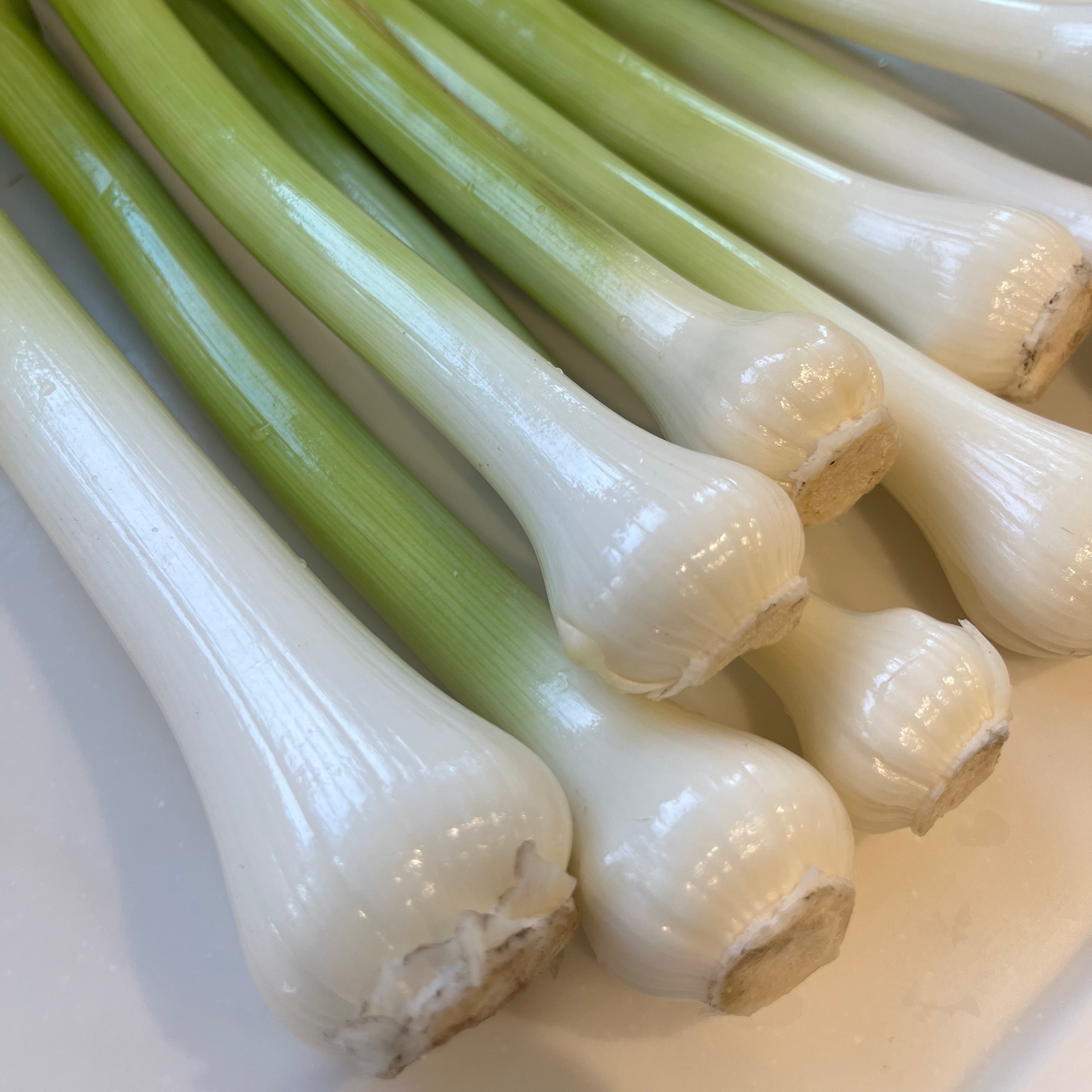 アリス農園 無農薬 ジャンボ葉ニンニク ｜ 野菜/にんにく 産直アウル