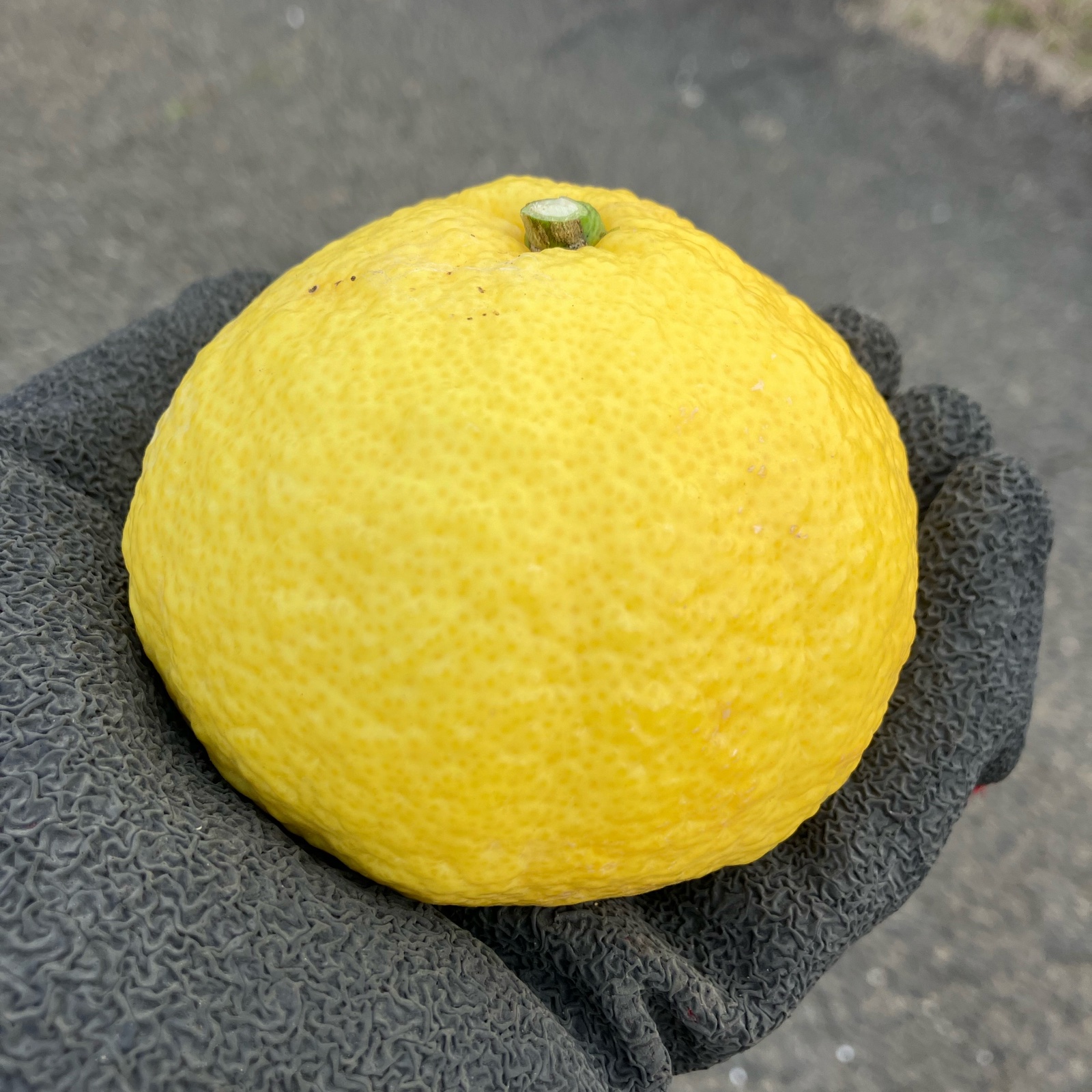 愛媛県八幡浜市産 はるか 2kg ｜ 果物/オレンジ・その他みかん 産直