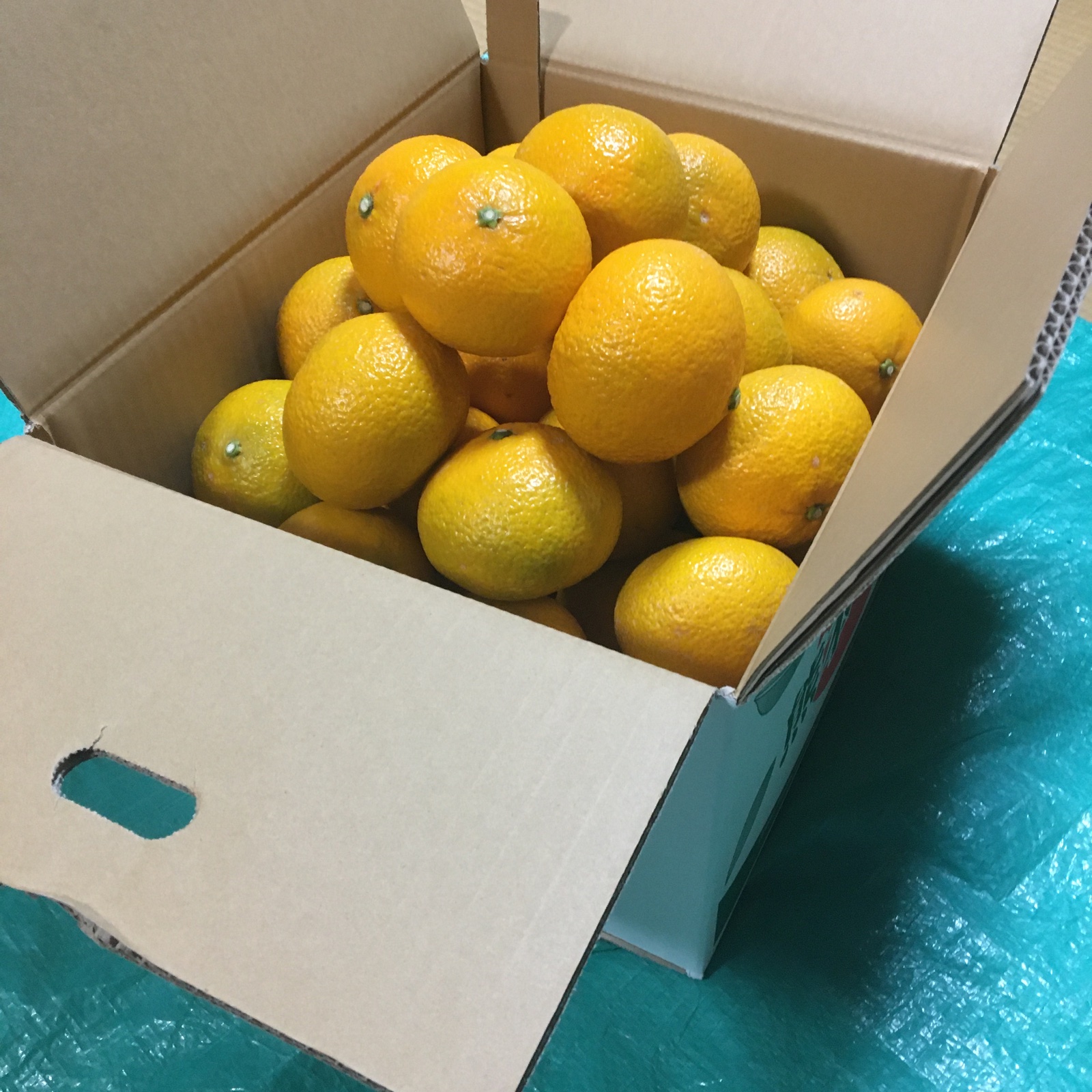 8.5kg)×2箱セット/スイートスプリング | 果物/オレンジ・その他みかん