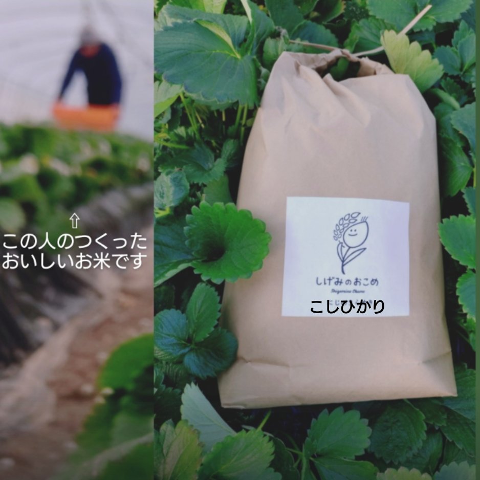 大特売！送料込25kg減農薬コシヒカリ ｜ 米・穀物/米/精米 産直アウル