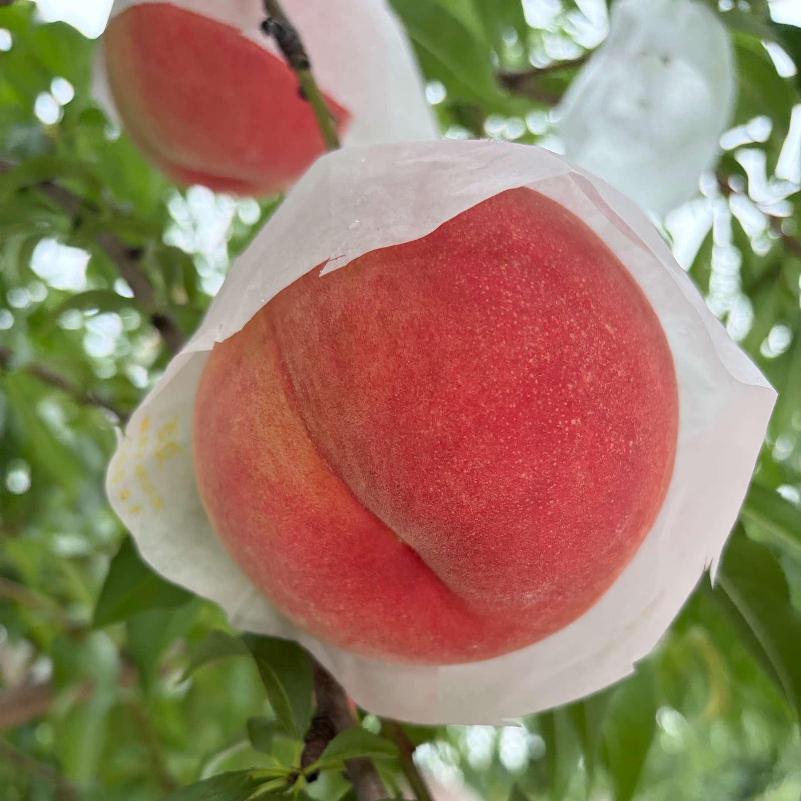 あきさん専用 大＋中 桃 幸茜 ワケあり 規格外 2箱 南アルプスの桃 幸