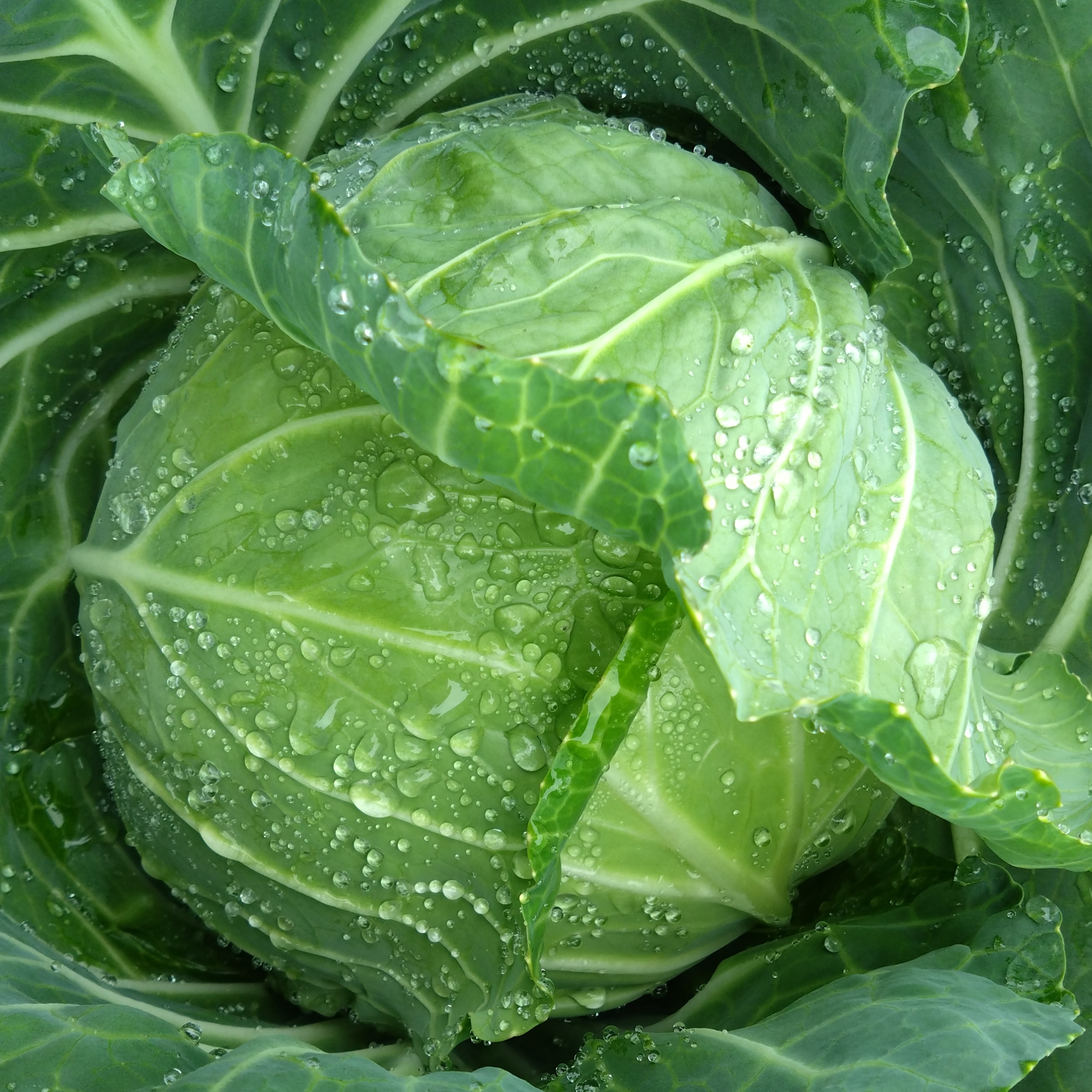 群馬県嬬恋産 キャベツ4玉 ｜ 野菜/キャベツ 産直アウル 農家・漁師