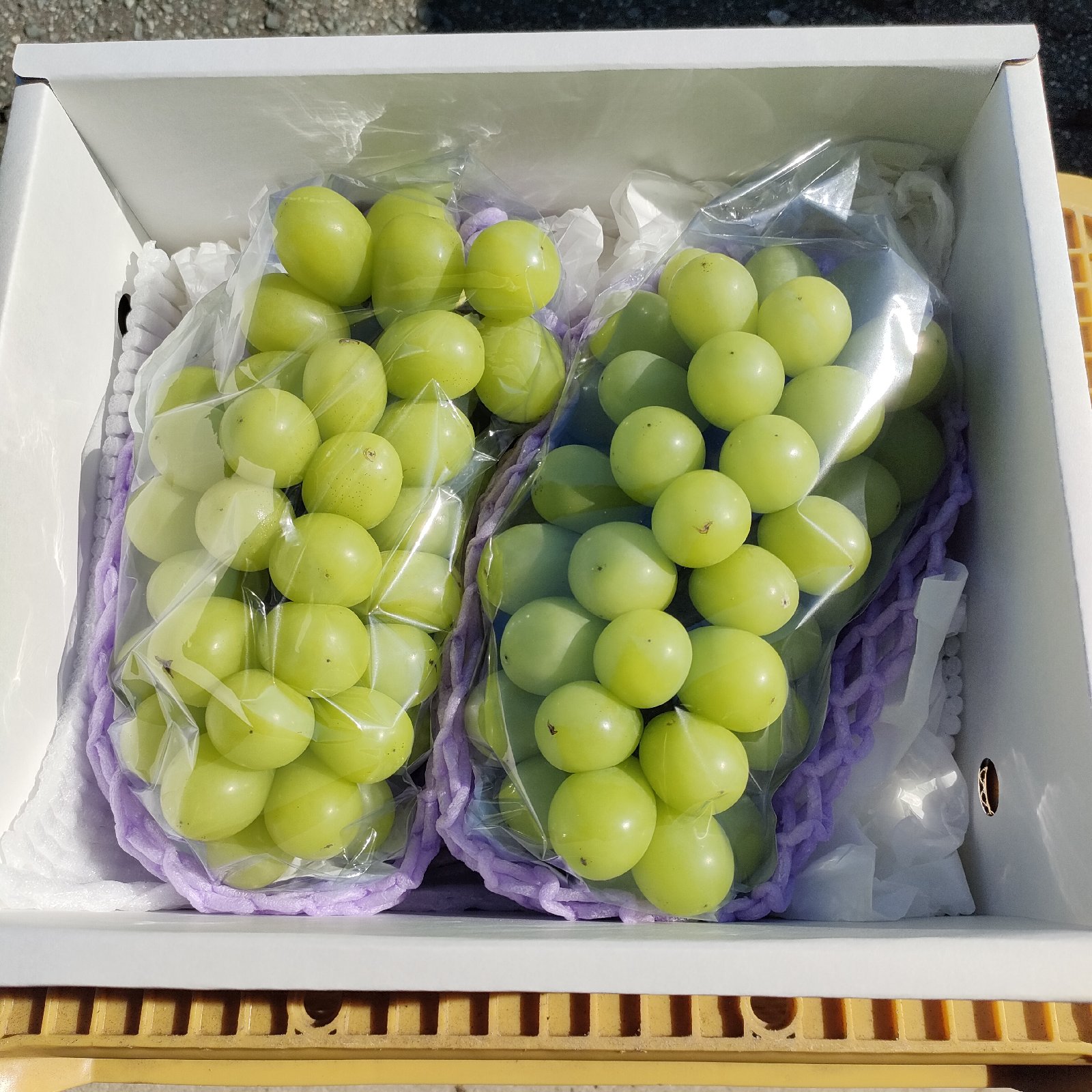 5周年限定】ご家庭用 完熟シャインマスカット 2房 | 果物/ぶどう 産直  