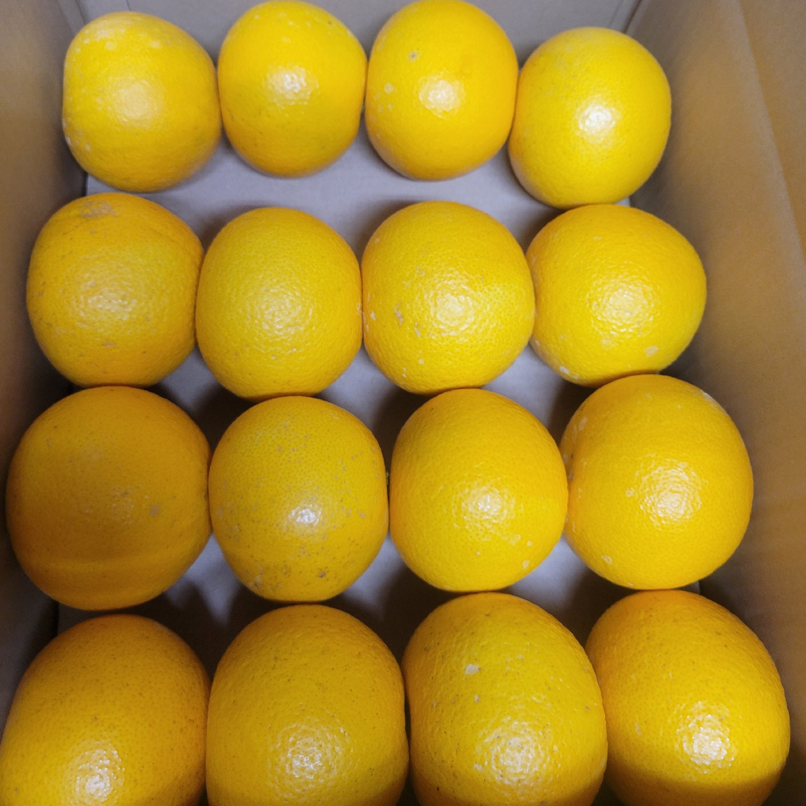 特別栽培】和歌山県産 極ウマ2Lサイズ 八朔(約5kg) | 果物/その他