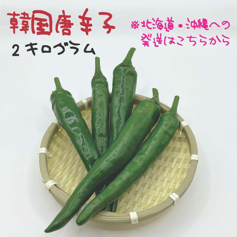 韓国　新鮮　生青唐辛子　箱込み3kg 北海道・沖縄専用】韓国唐辛子 約2kg 宮崎産 青唐辛子