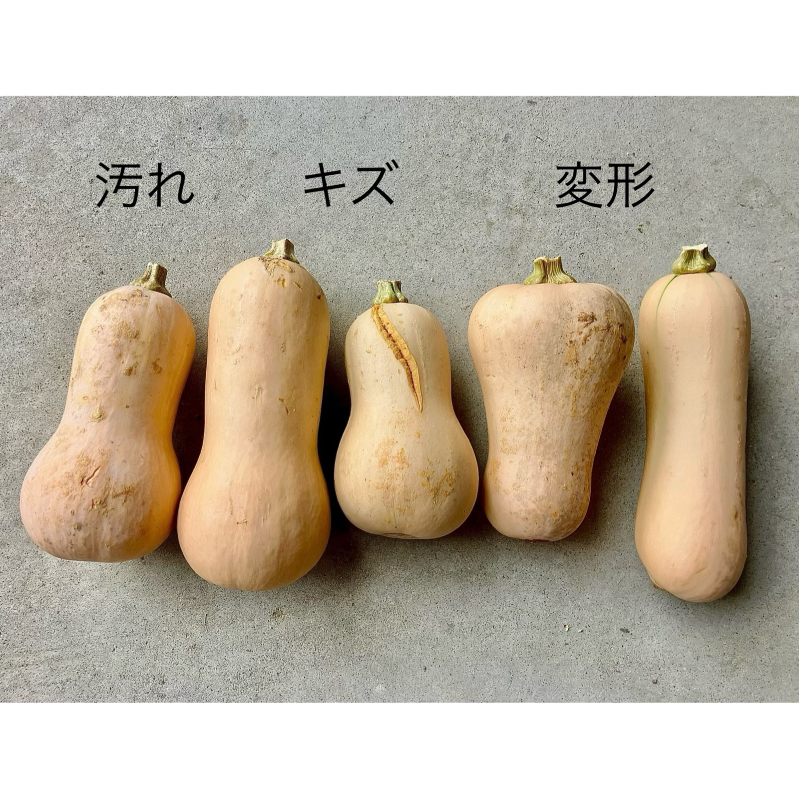 バターナッツカボチャ ｜ 野菜/かぼちゃ 産直アウル 農家・漁師など