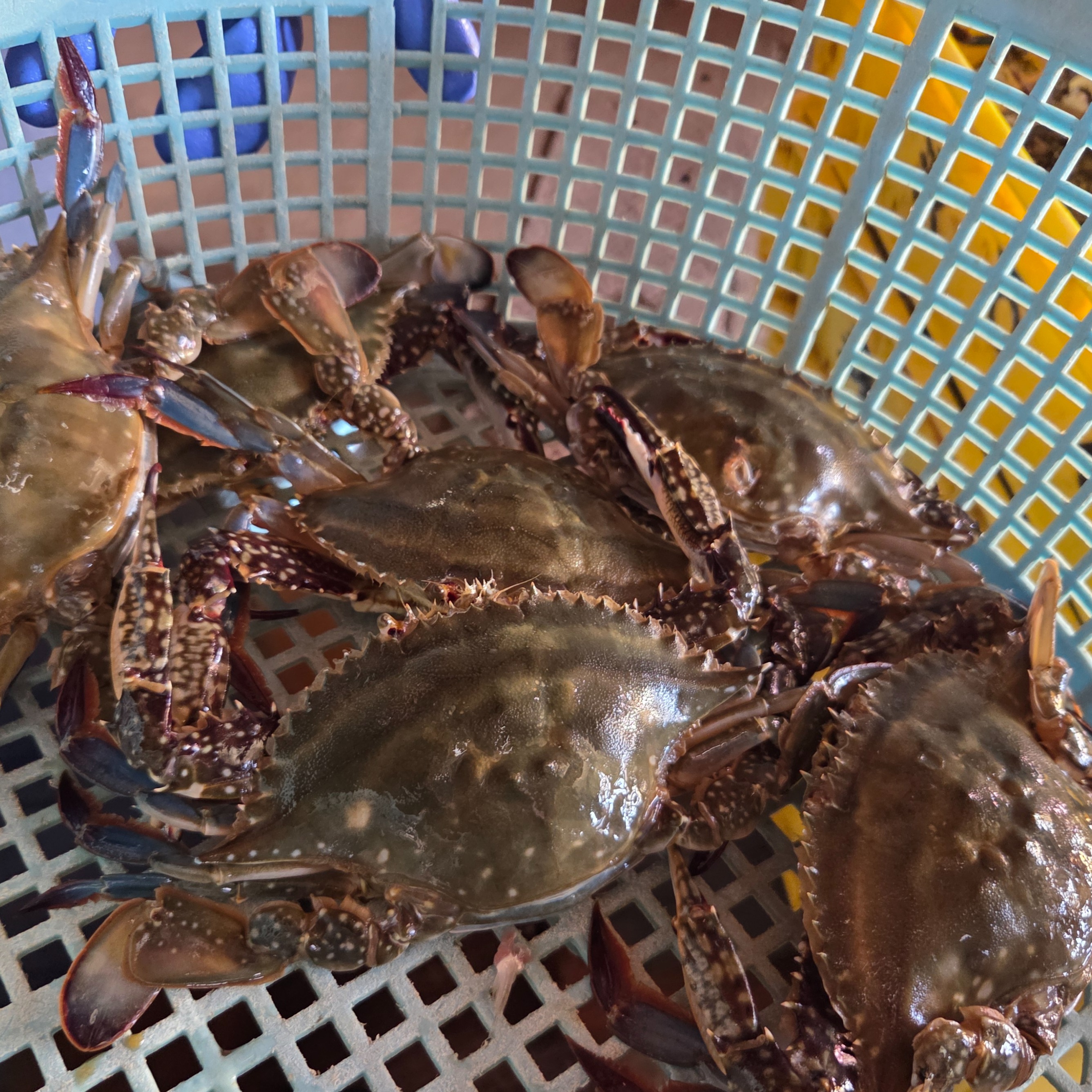 生冷ワタリガニ2kg詰（5-17尾入）北海道 ｜ 魚介類/カニ 産直アウル