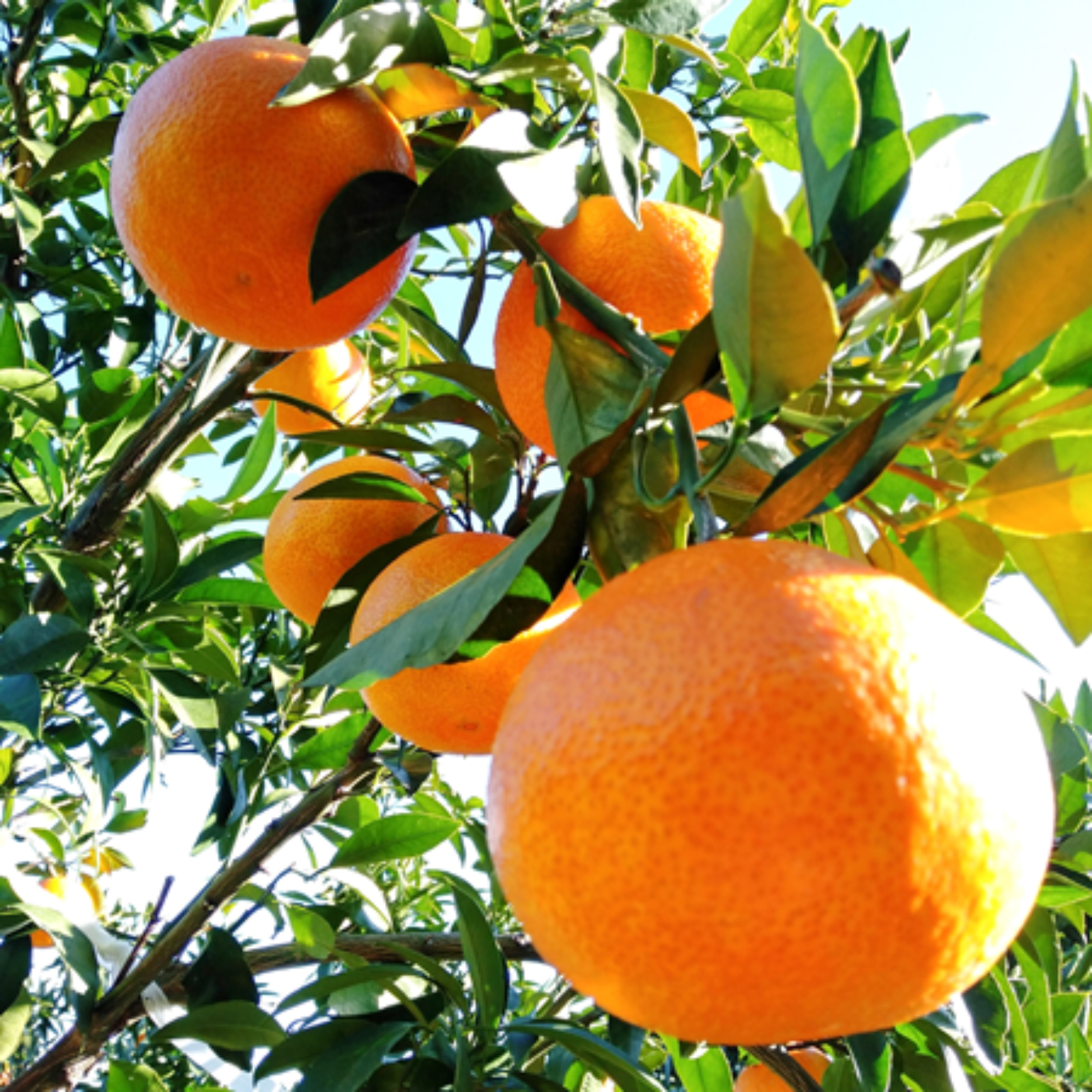 秀品】まどんな 4.5kg みんなトリコになる“”プルプル“”新食感♡高級