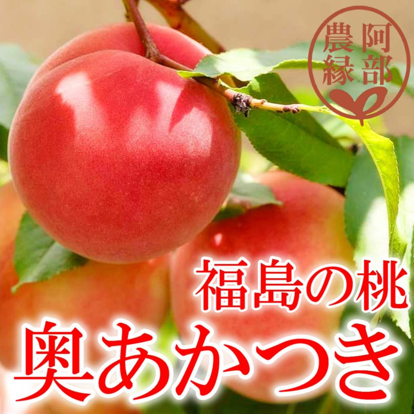 桃の予約】福島の完熟もも 奥あかつき3玉化粧箱入り ギフト・贈答用に