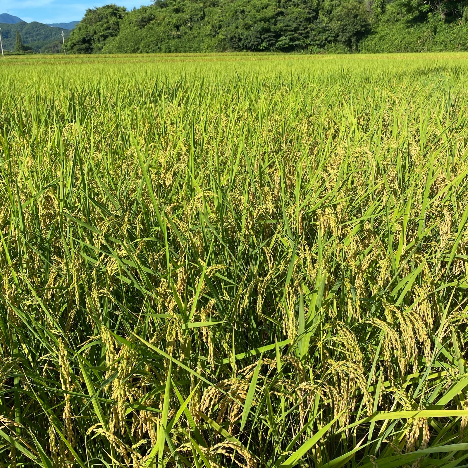 はなまる農園の令和7年度産虹のきらめき白米20キロ ｜ 米・穀物/米