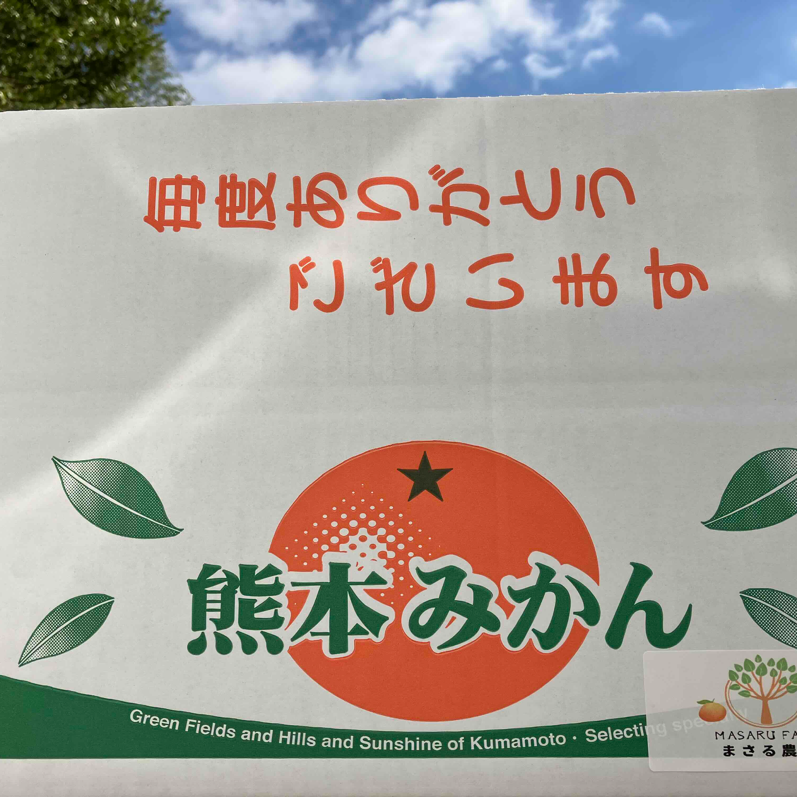 家庭用 ほどよい酸味と甘さ！熊本みかん 青島みかん10kg箱込み