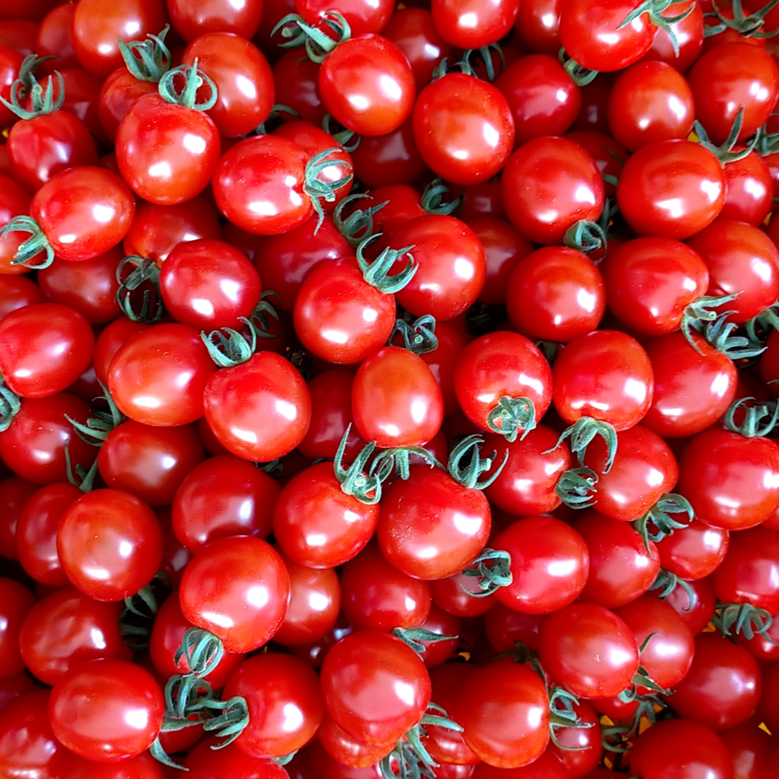 北海道富良野産ミニトマト9kg【規格外】