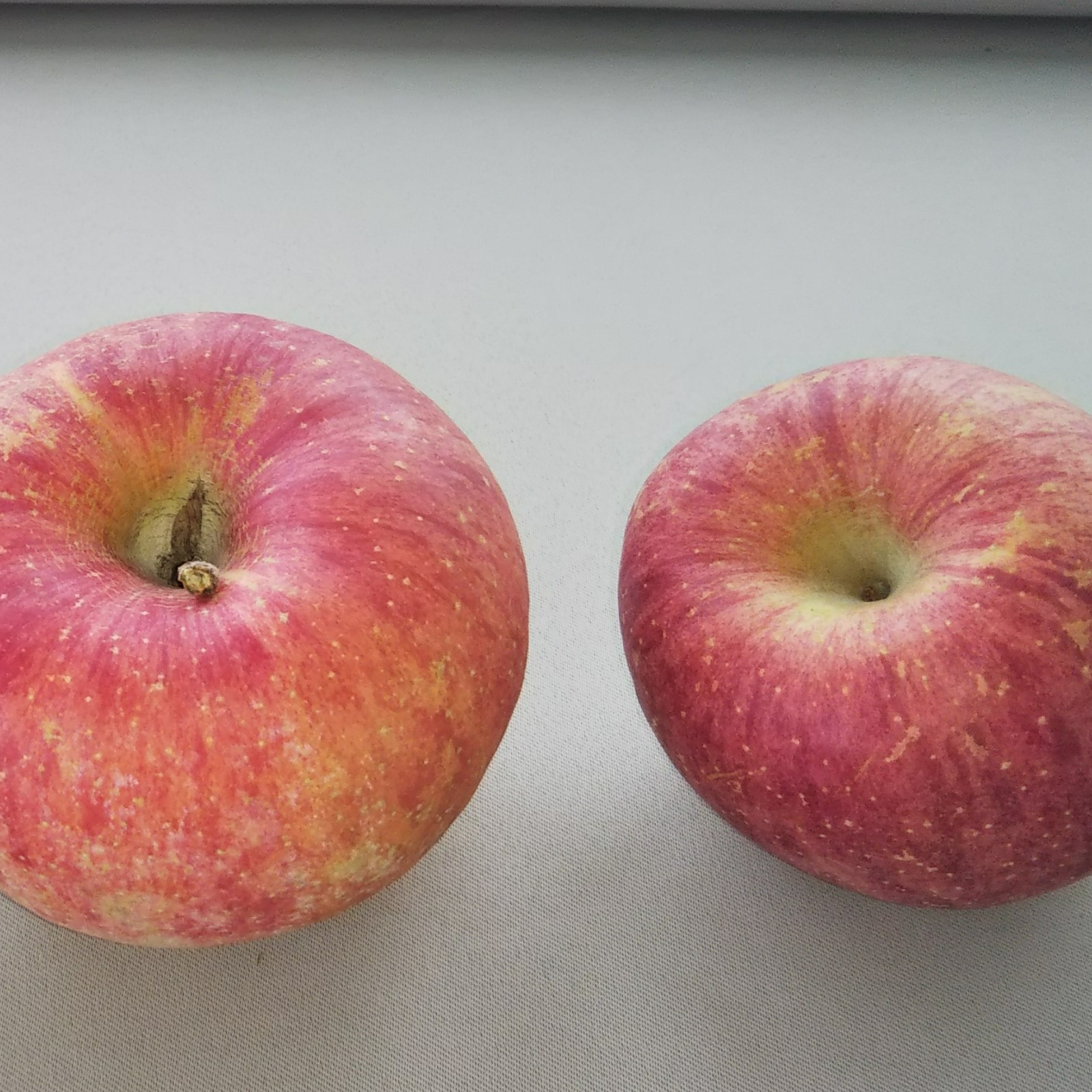 りんご サンふじ 大玉以上サイズおまかせ 贈答規格外 5kg | 果物