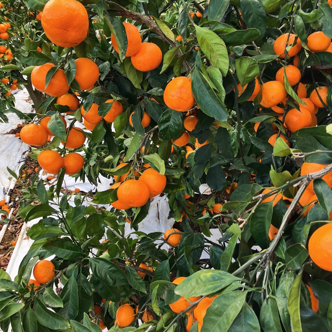 訳あり早生みかん 10kg(S果～2L果) | 果物/温州みかん 産直アウル 農家