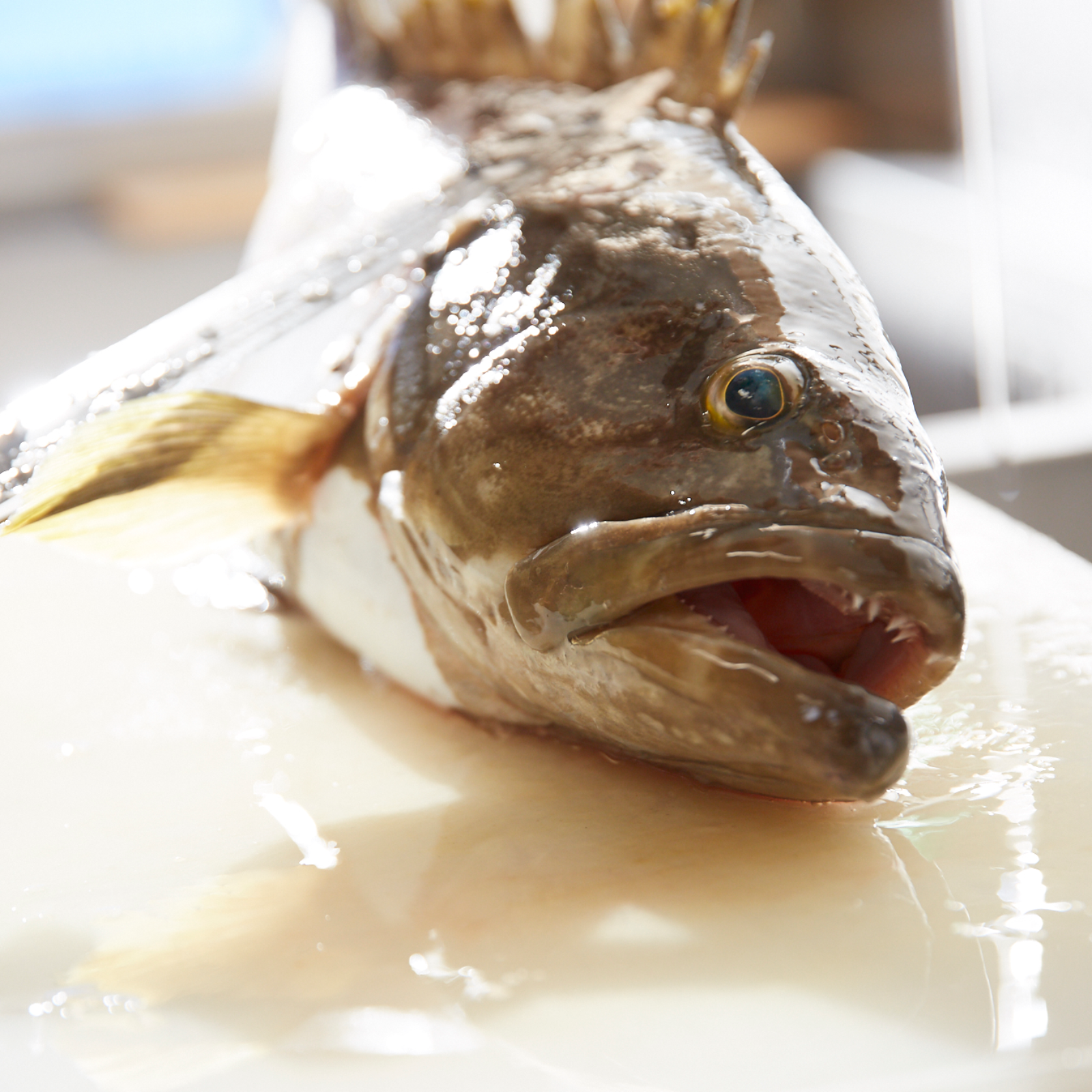 壱岐産 高級クエまるごと一本 約4キロサイズ ｜ 魚介類/クエ 産直 