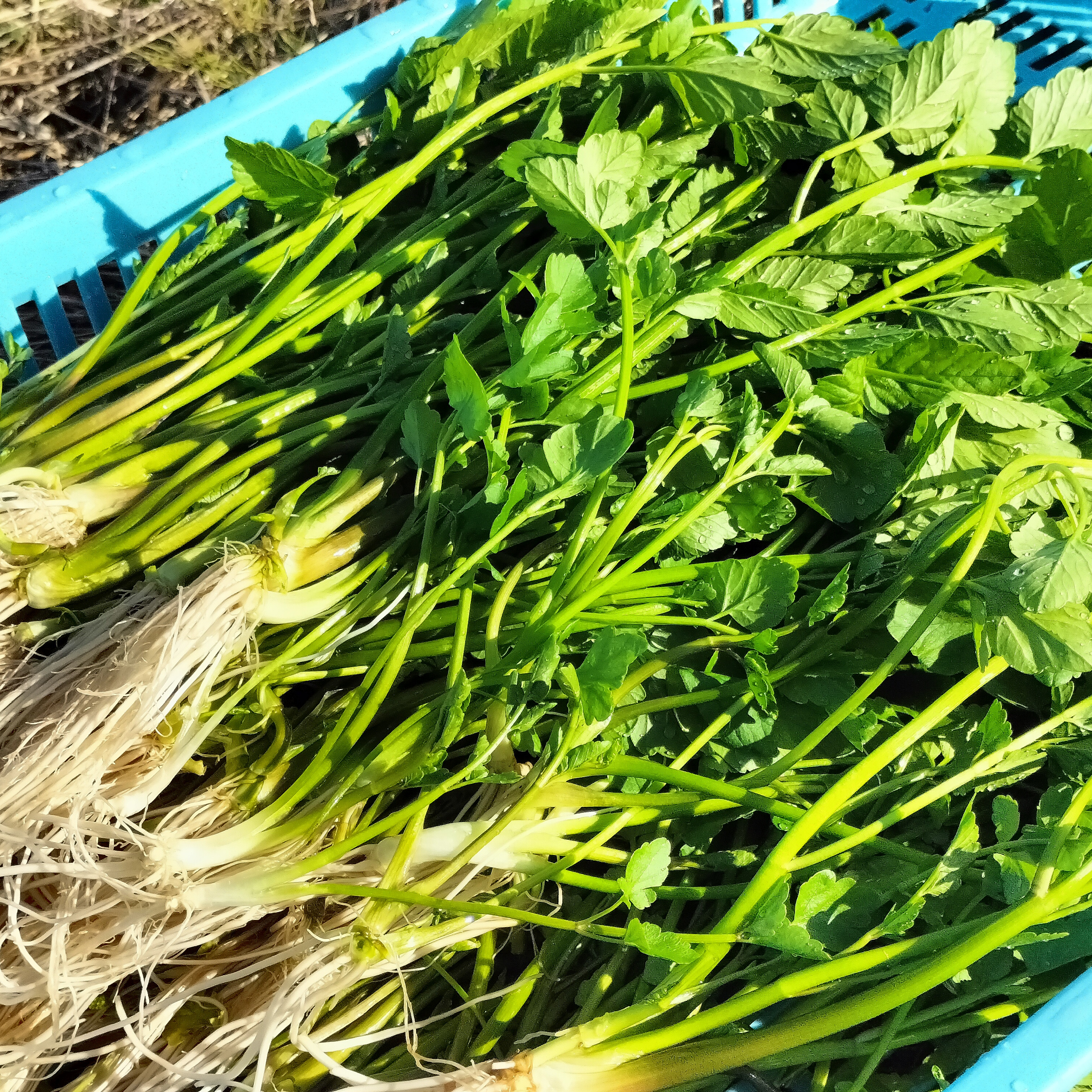 到着した セリ苗 セリ＜約4kg＞ ギシッとした歯応え、土耕特有の香りと辛み！ | 野菜