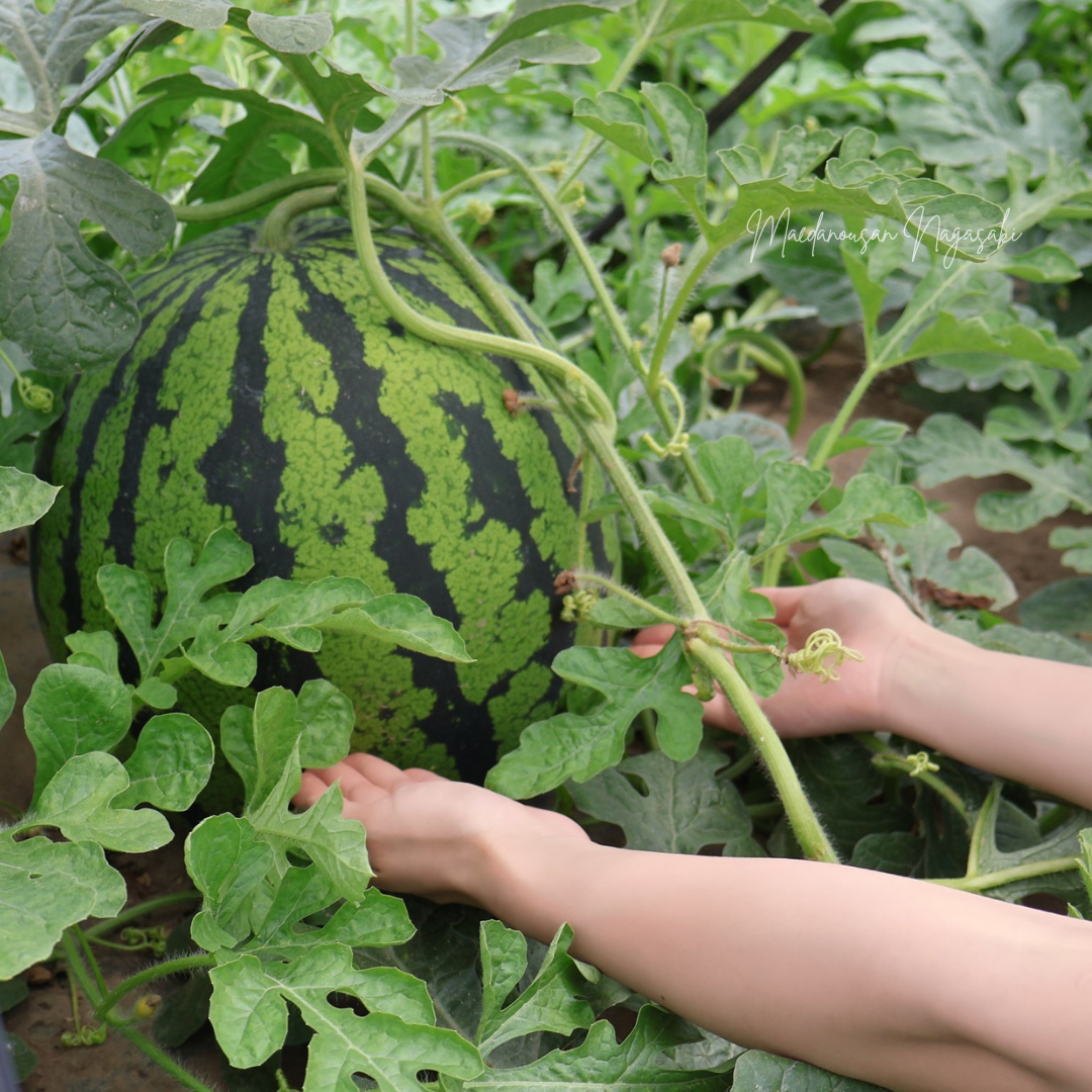 旬祭限定】初夏のごちそう「羅皇ザスウィート」7～8kg まえだのすいか