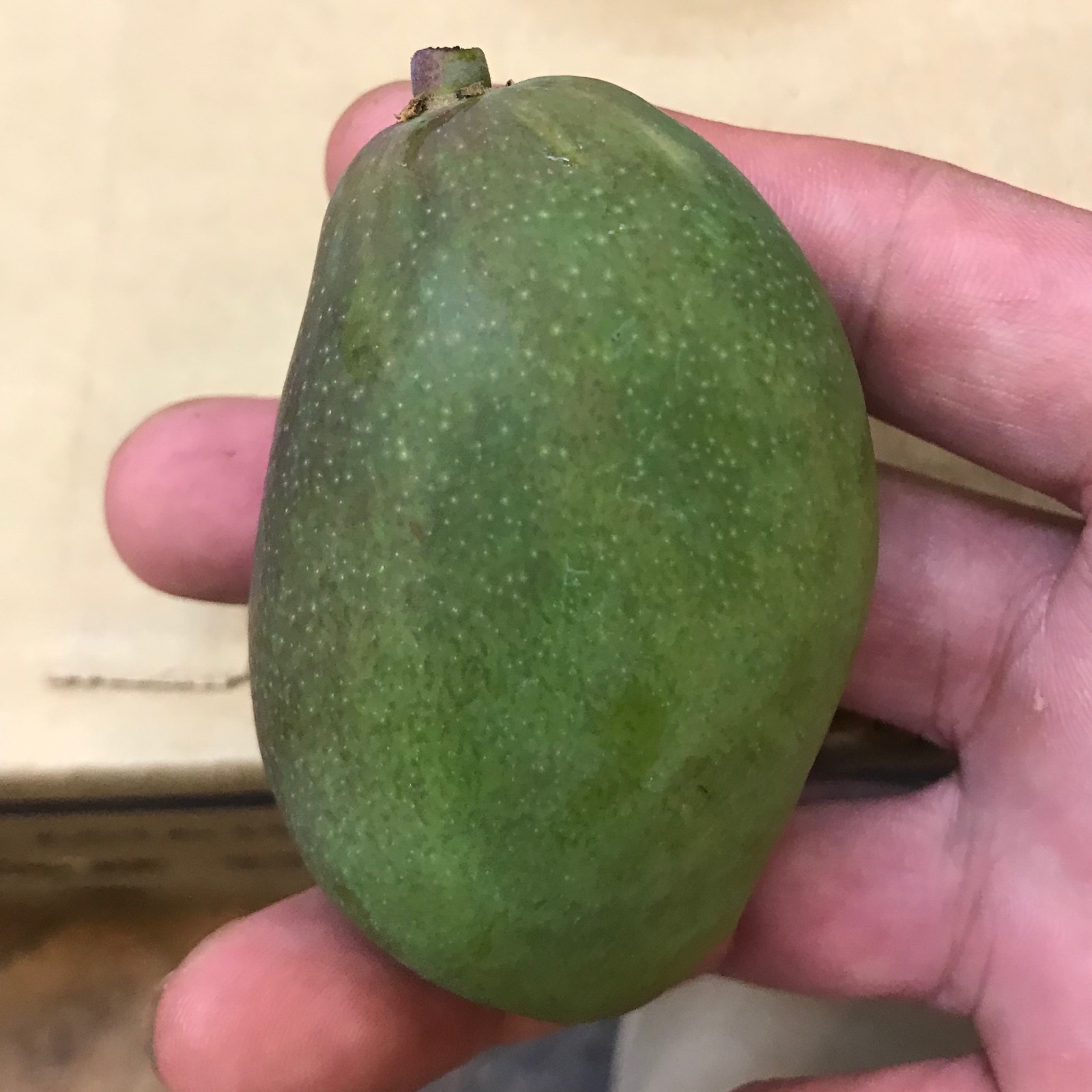 早切り摘果マンゴー1kg ｜ 果物/マンゴー 産直アウル 農家・漁師など