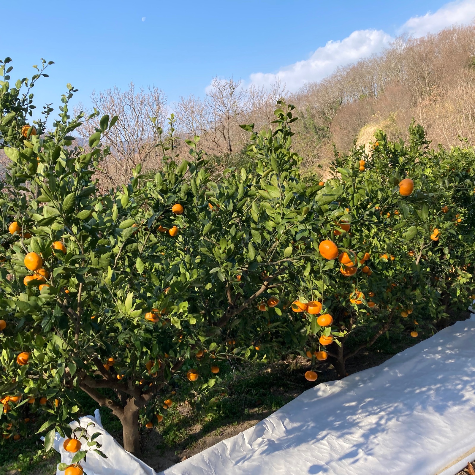 226 佐賀県産 希少な 紅みかん 5kg×2 小玉(S以下) 家庭用〜優品 希少品種(赤秀品)真っ赤な 極早生 みかん 5kg【C56-32】 | 愛媛県