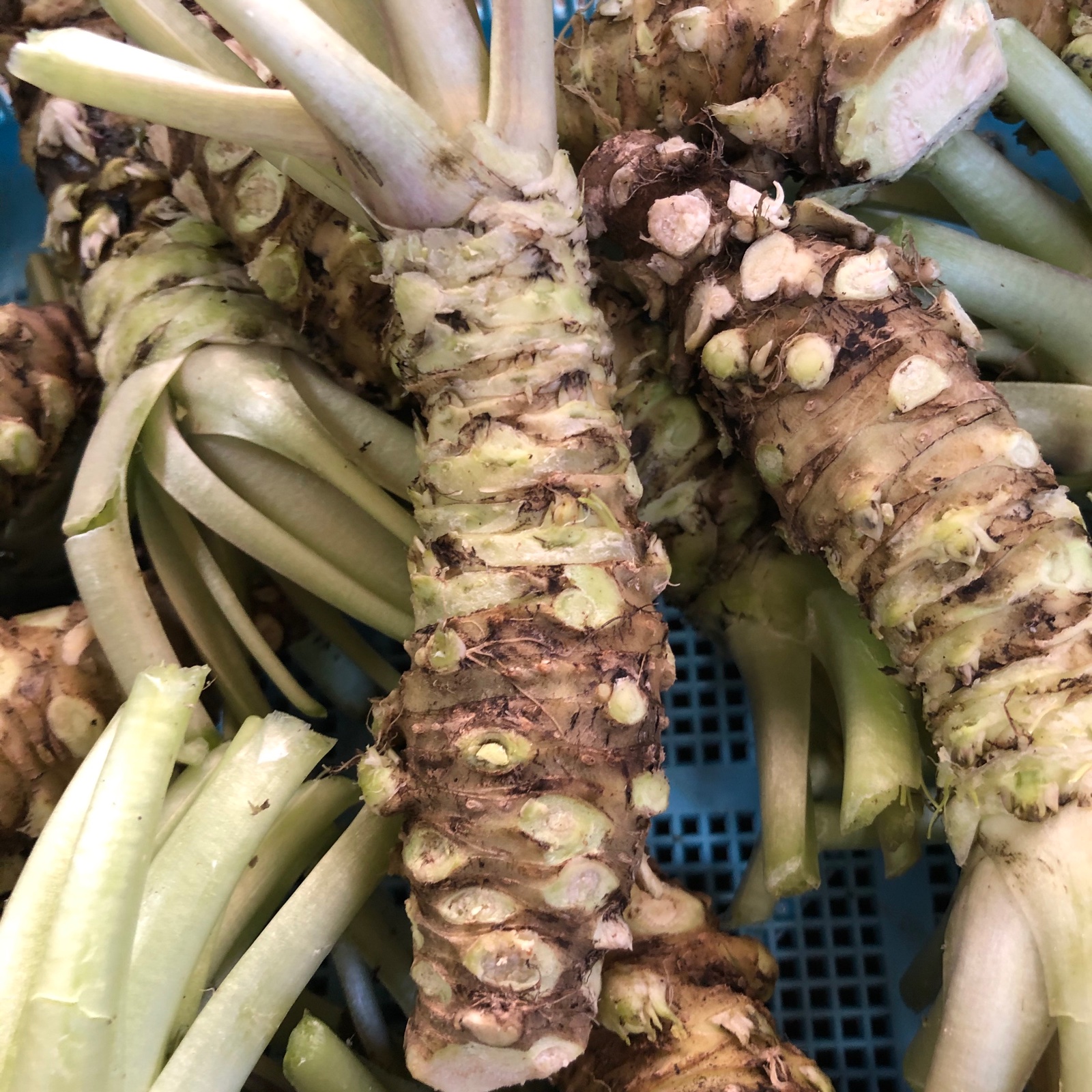 無農薬安曇野産わさび中サイズ3kg