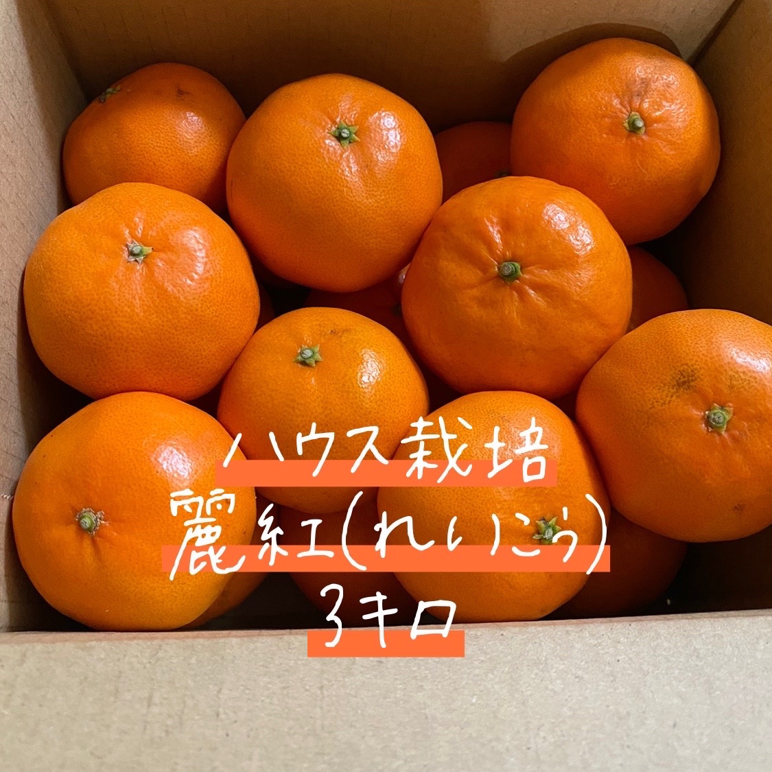 水分たっぷり甘〜い麗紅(れいこう)3キロ ｜ 果物/オレンジ・その他