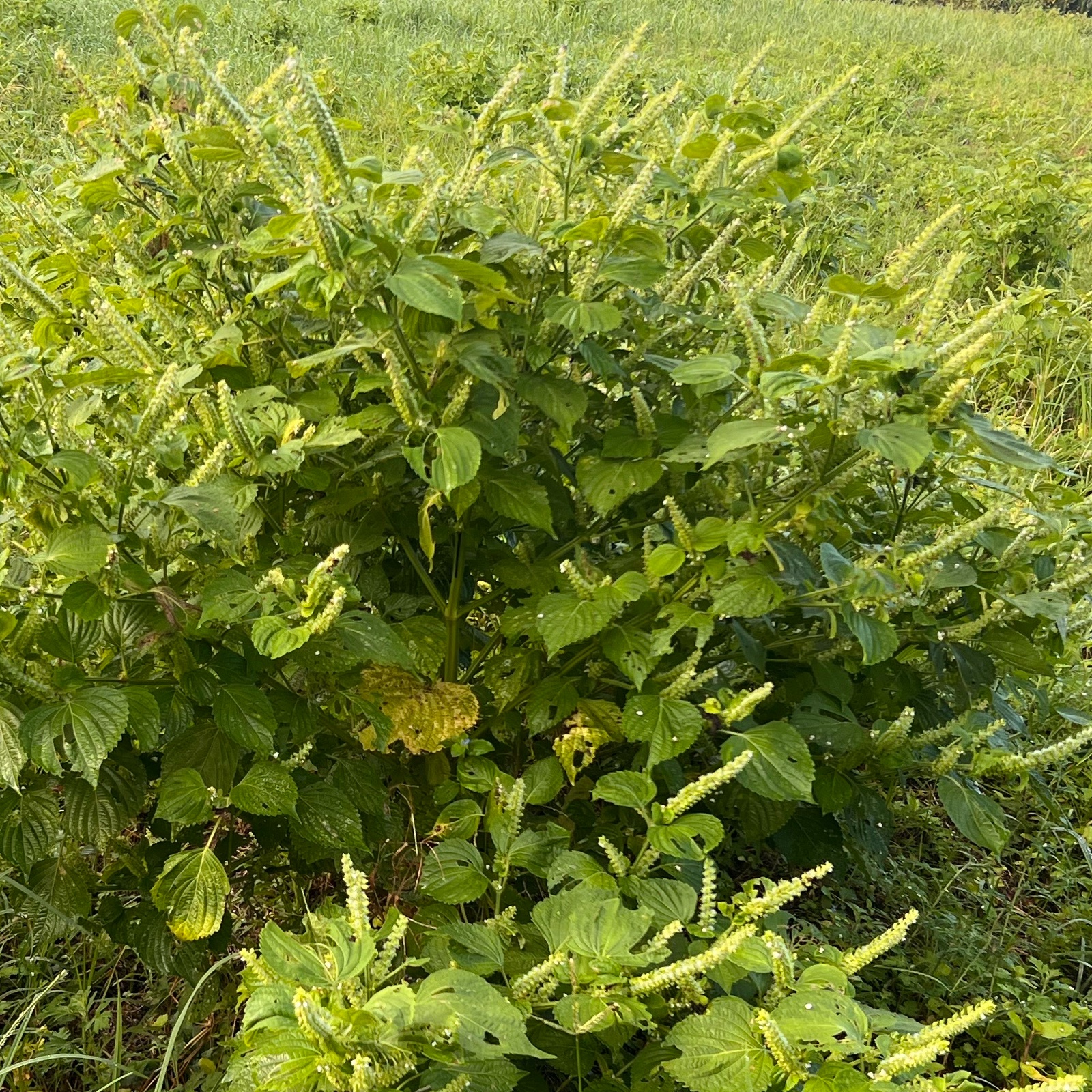 食べるオメガ3。自然栽培のエゴマの実 ｜ 野菜/その他野菜 産直アウル