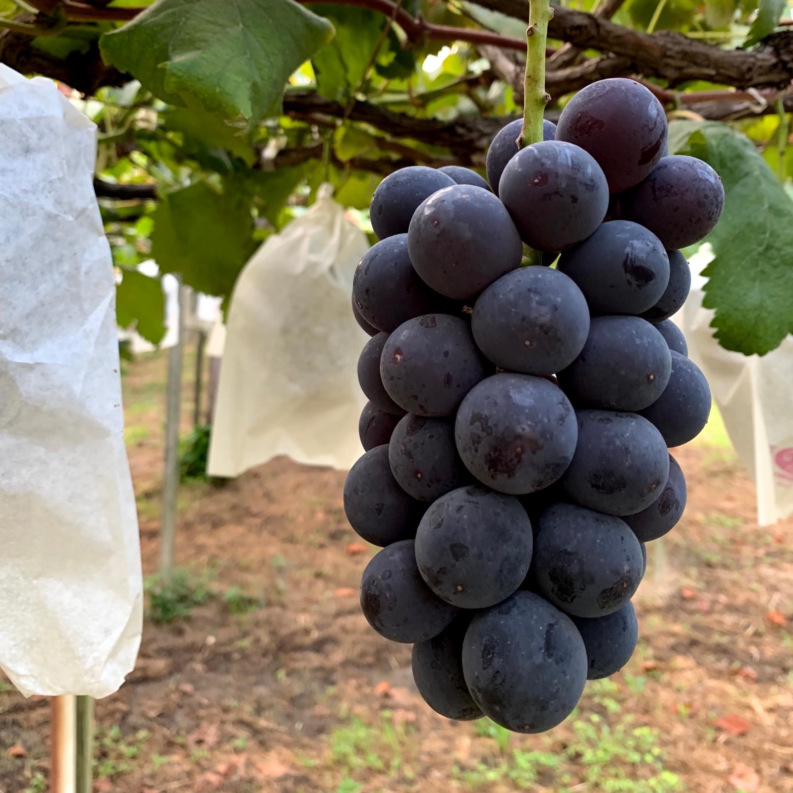 巨峰(種無し)2房セット | 果物/ぶどう 産直アウル 農家から直接野菜