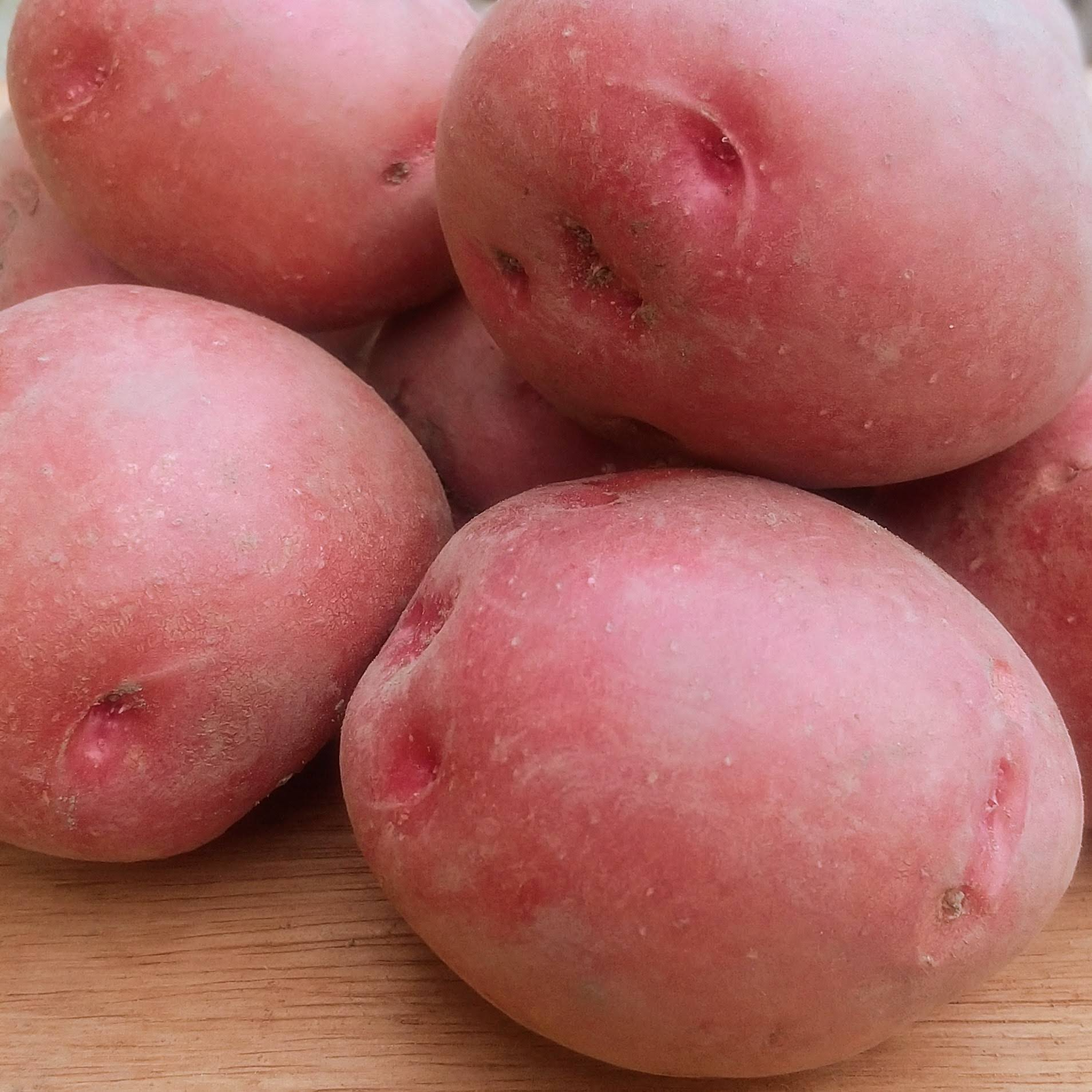 旨味と滑らかな舌触り！アンデスレッド1.5kg(10-16個程度)【新じゃが
