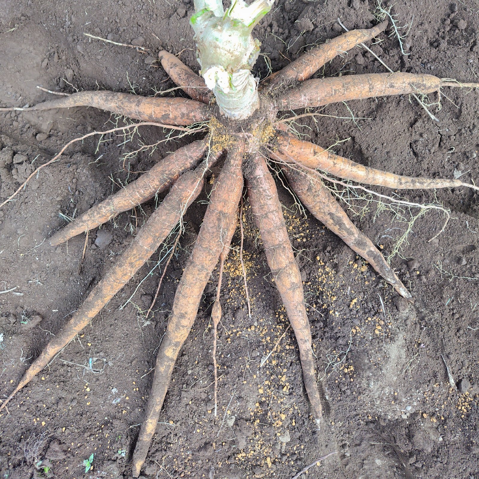 茨城県産 黄色キャッサバ mandioca yuca5kg | 野菜/その他野菜 産直