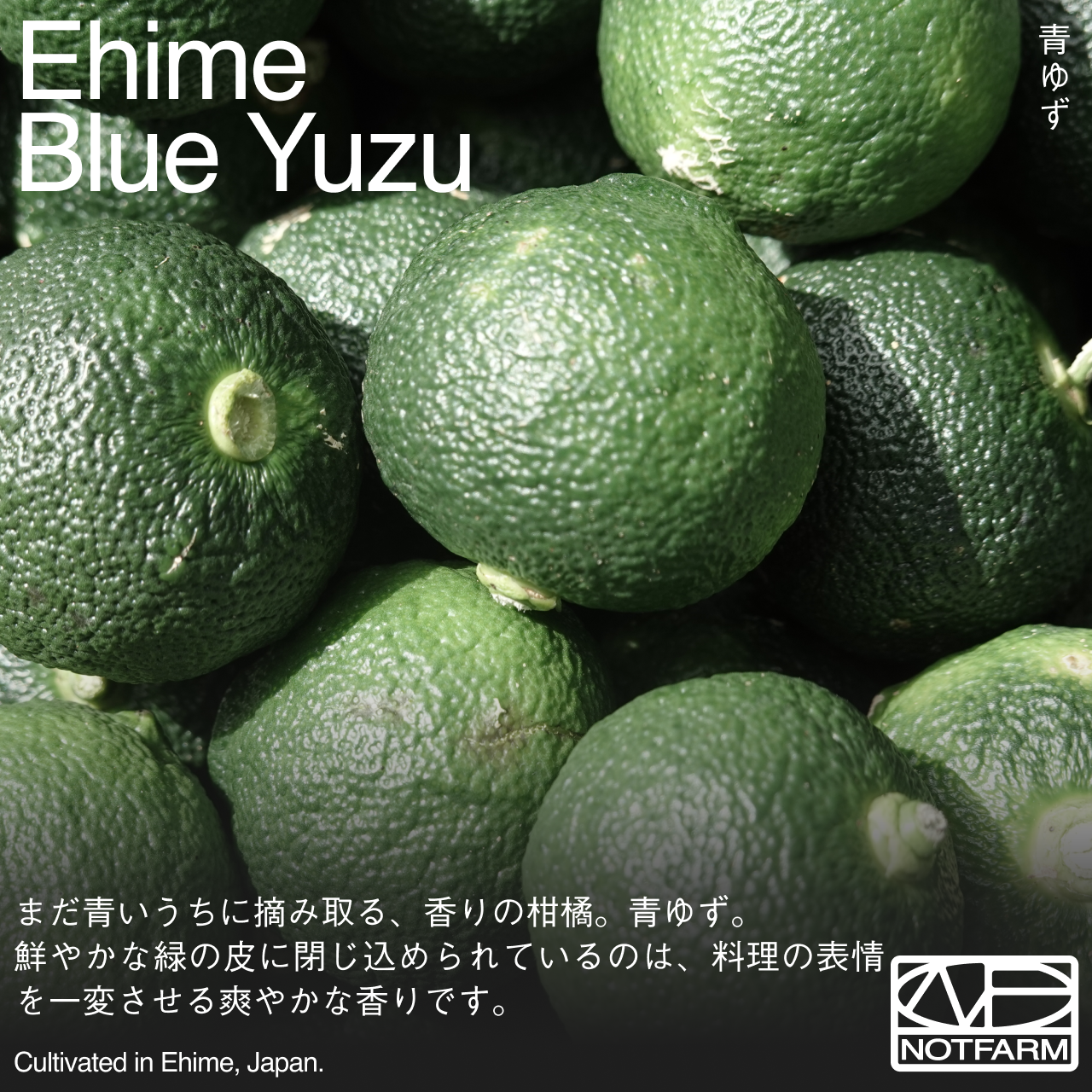 OUTTAKES】訳あり 青ゆず3kg 愛媛県産 青柚子 BLUE YUZU ｜ 果物/香酸