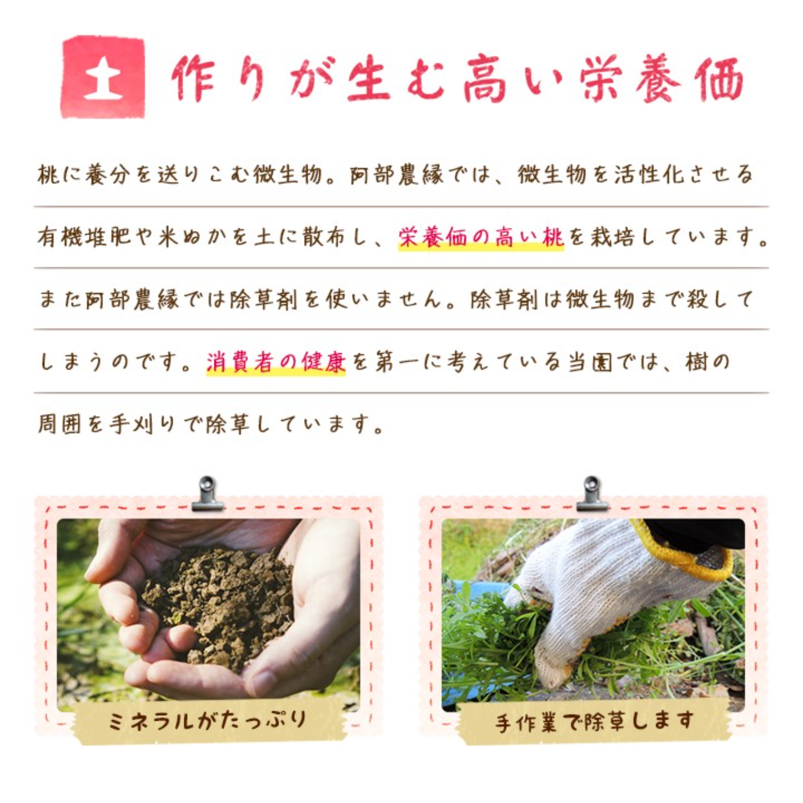 青梅 5kg 品種・大きさ色々の無選別 農薬・化学肥料不使用の自然農法