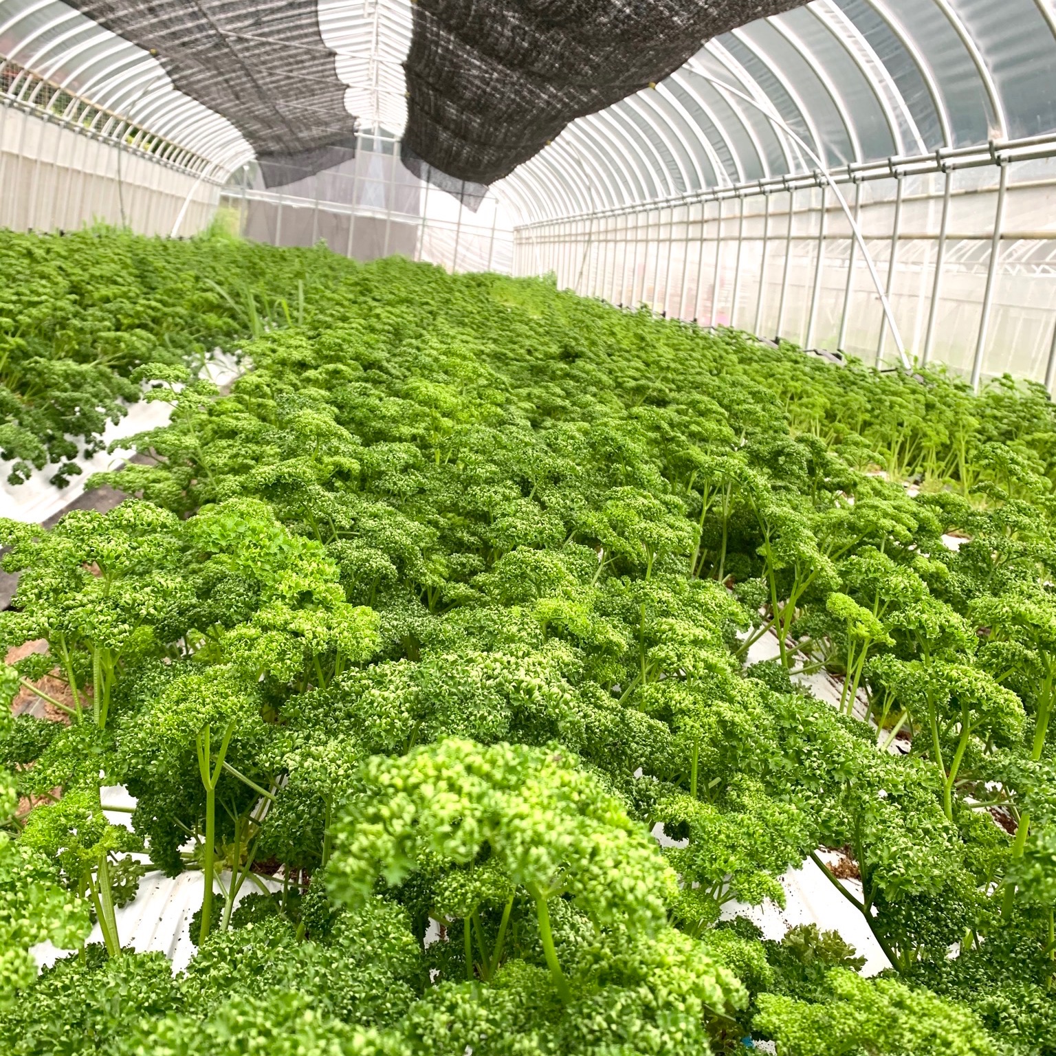 パセリ300g | 野菜/ハーブ 産直アウル 農家から直接野菜などの食材を