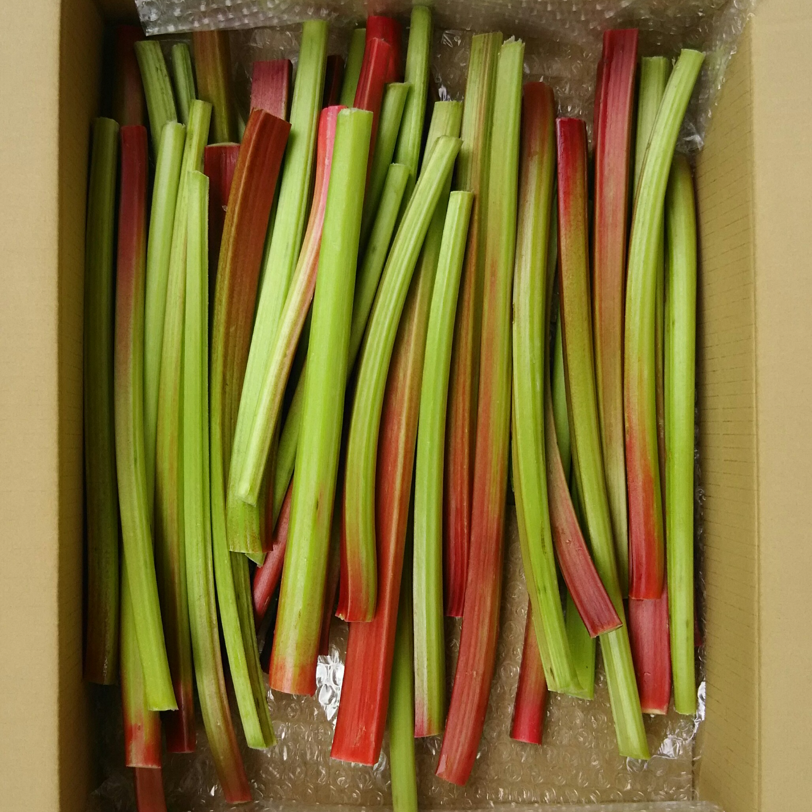 専用出品です　ルバーブ緑4kg 八ヶ岳高原産 ルバーブ1.5㎏ | 野菜/ハーブ 産直アウル 農家から直接野菜など