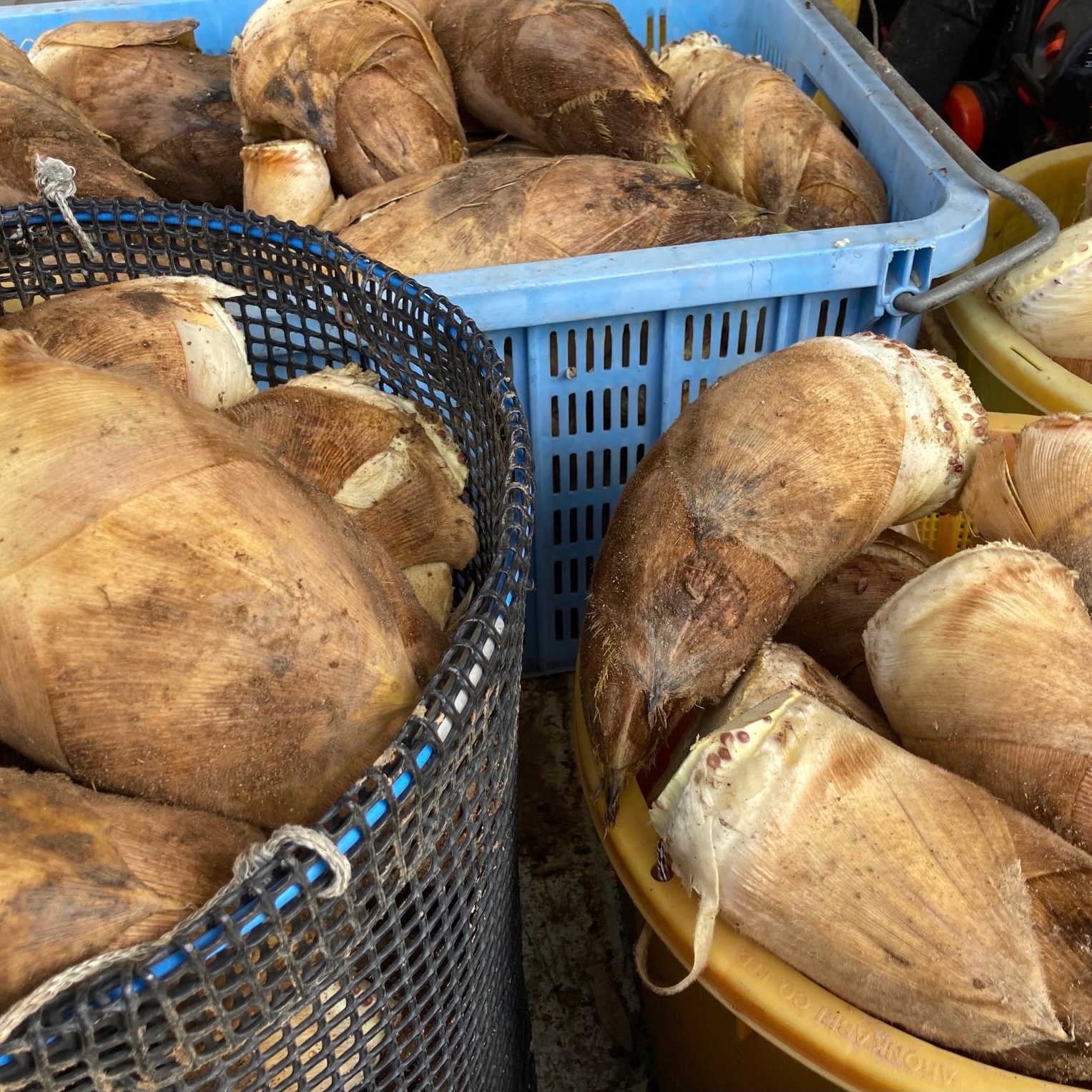 京都府山城産たけのこ（規格外箱込み5キロ） | 野菜/その他野菜 産直
