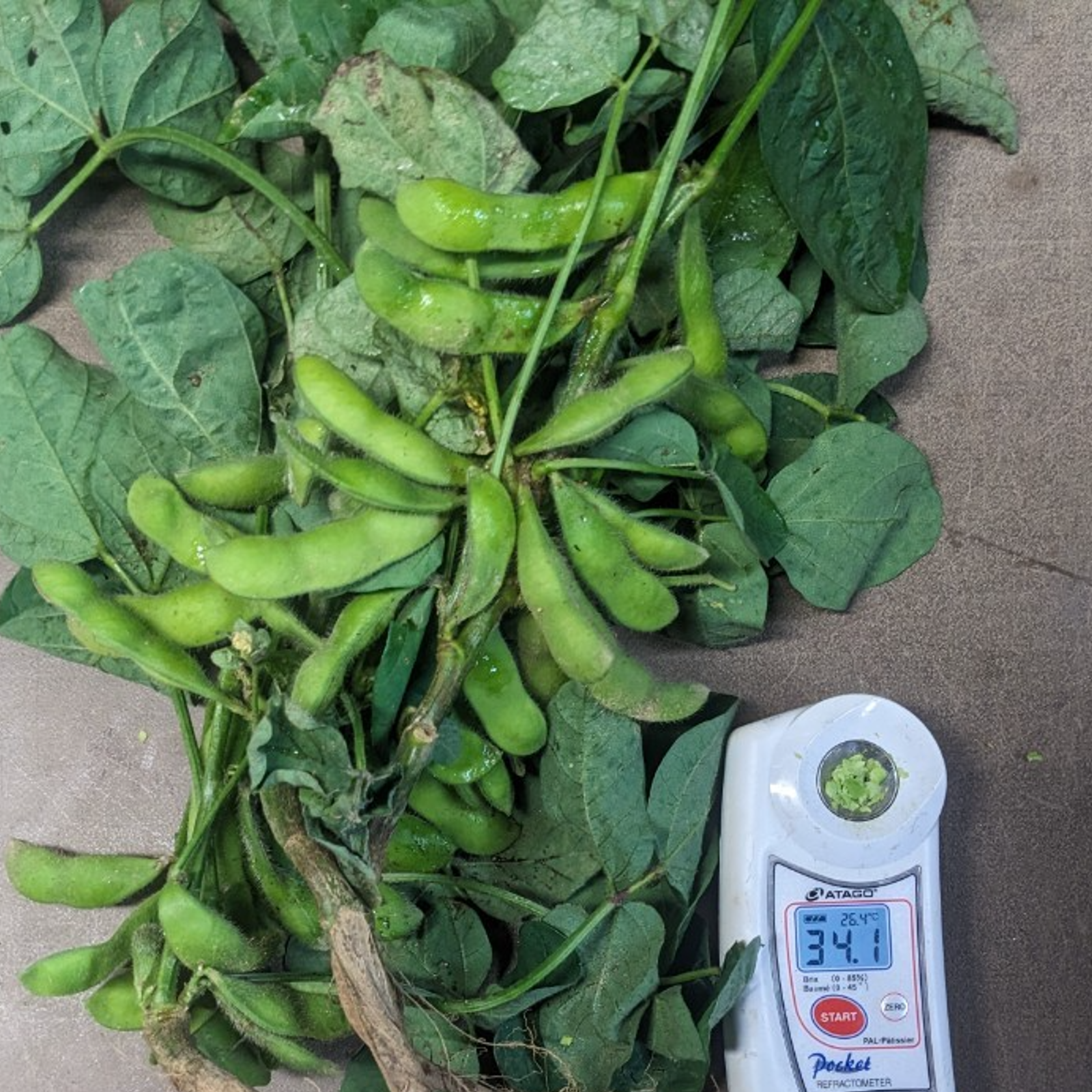 【えだまめさん専用】