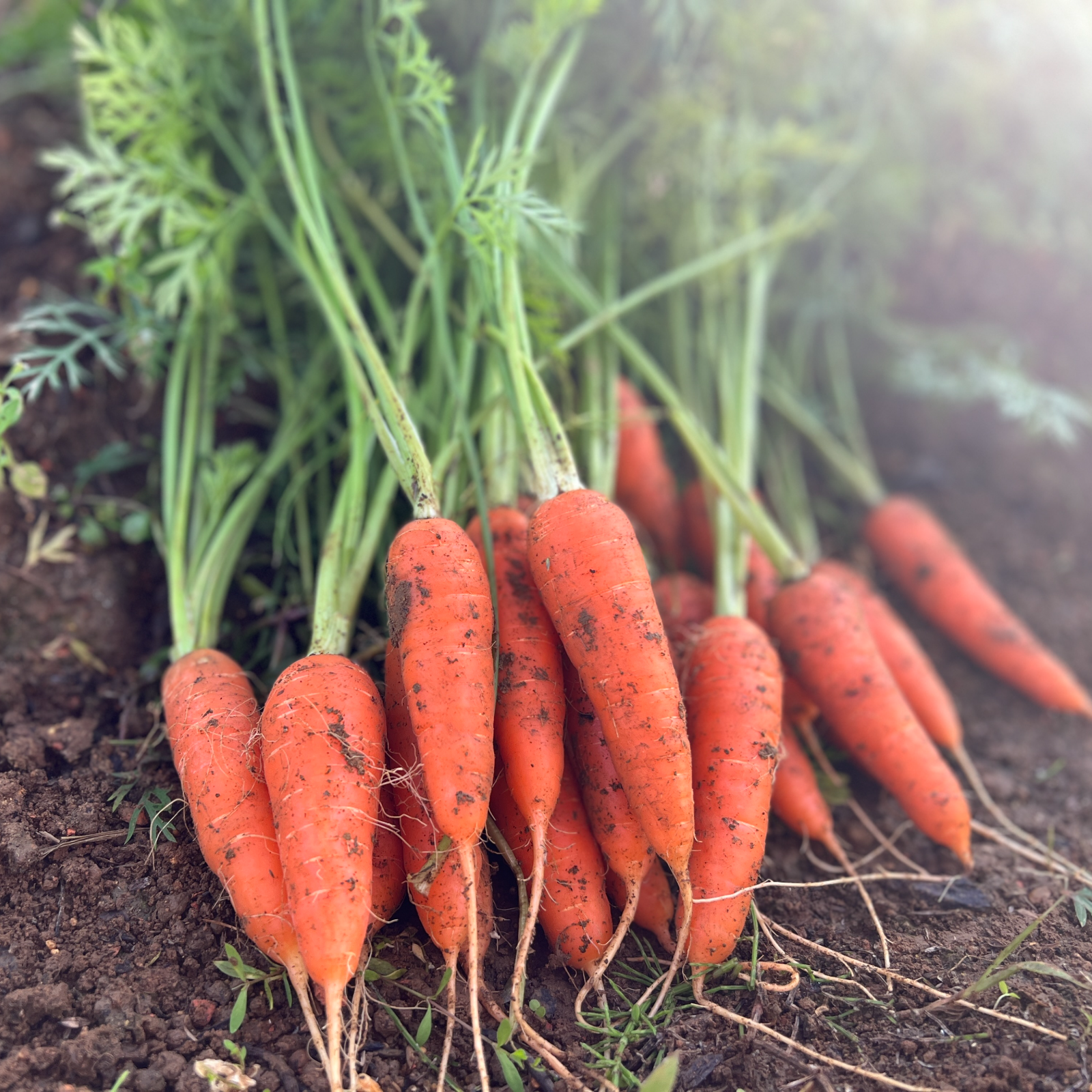 今の時期だけ!!》葉付きの間引きにんじん【1kg】 | 野菜/人参 産直