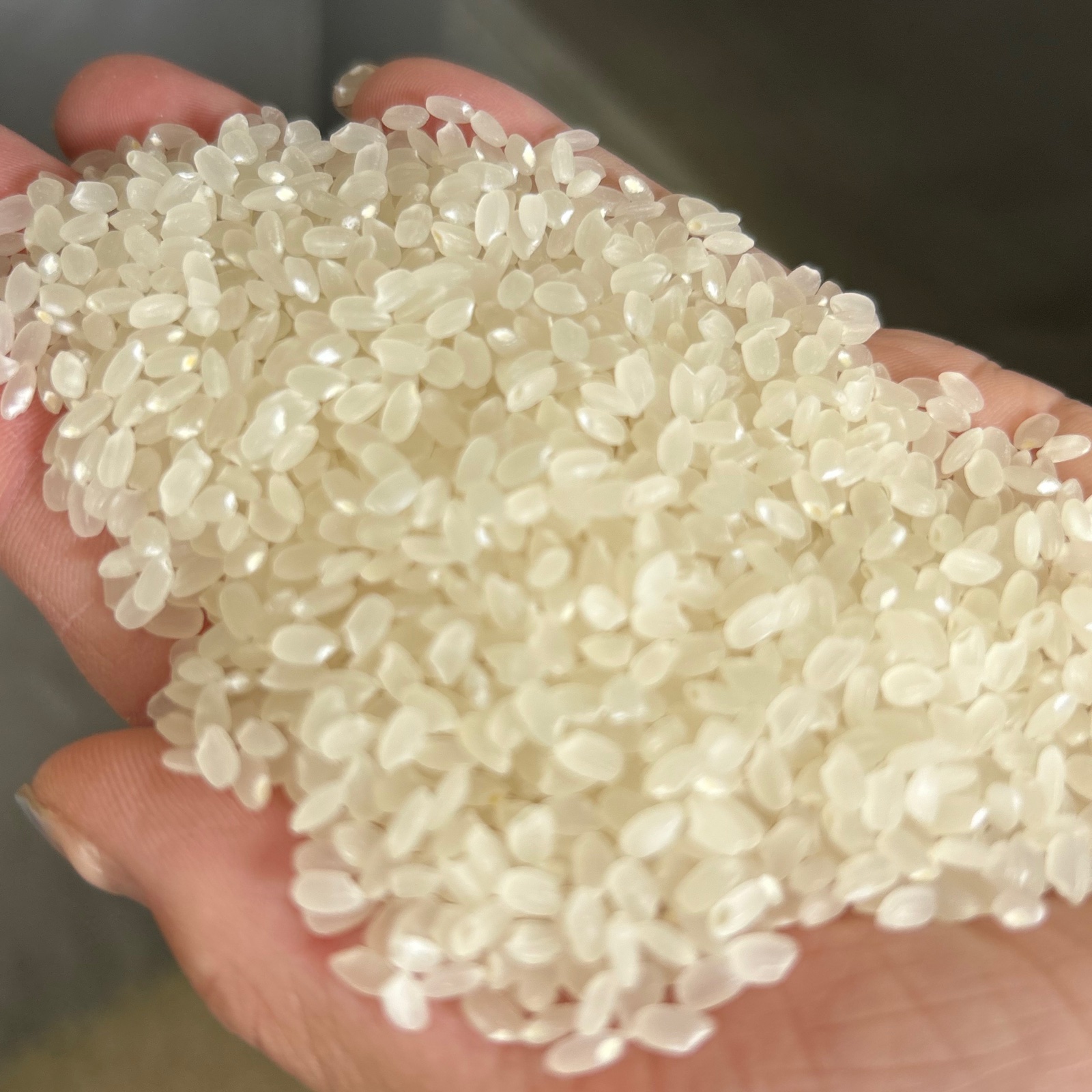 令和7年長野県産コシヒカリ】新米 白米 10kg ｜ 米・穀物/米/精米 産直 