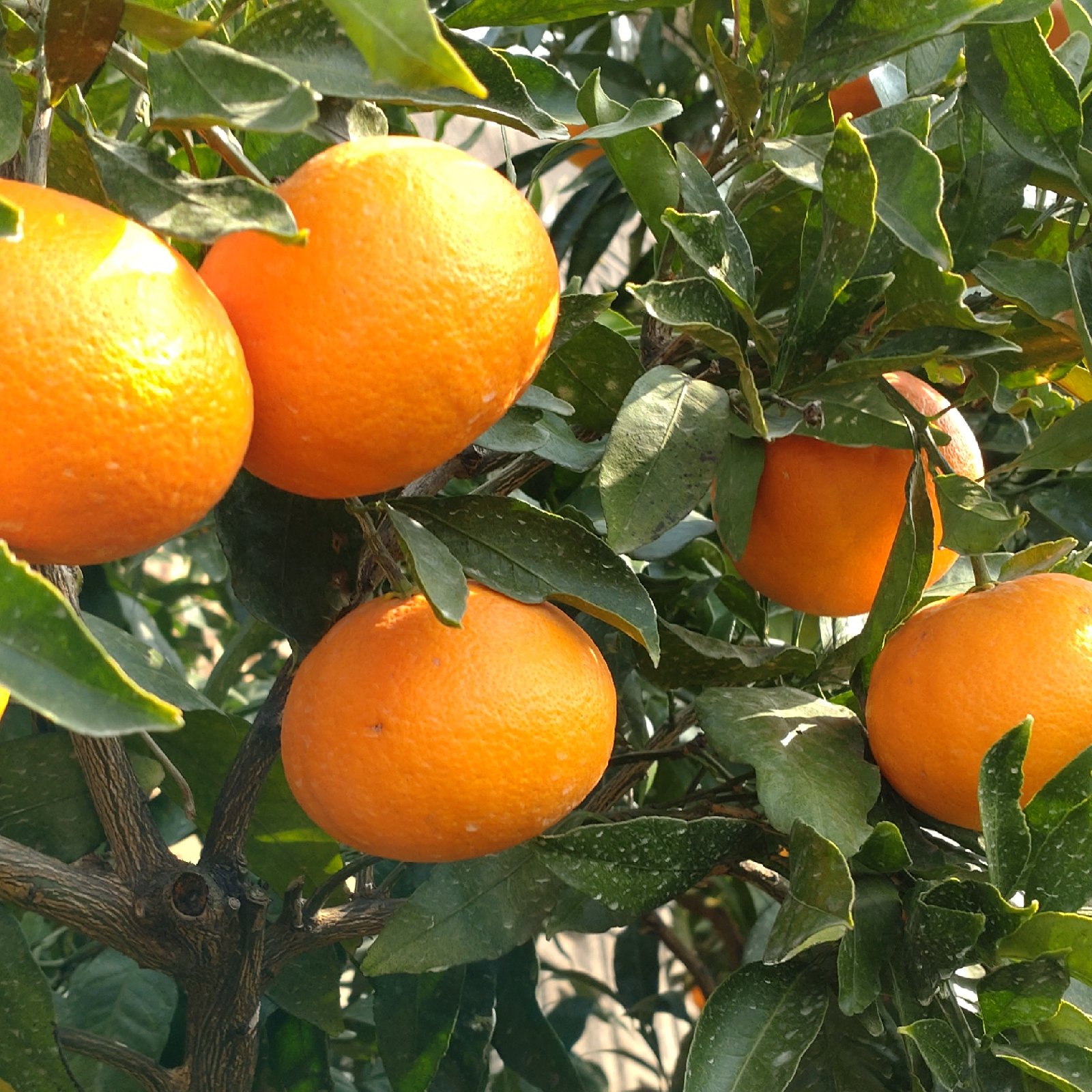 坂口農園のプリンス清見‼️ | 果物/オレンジ・その他みかん 産直アウル