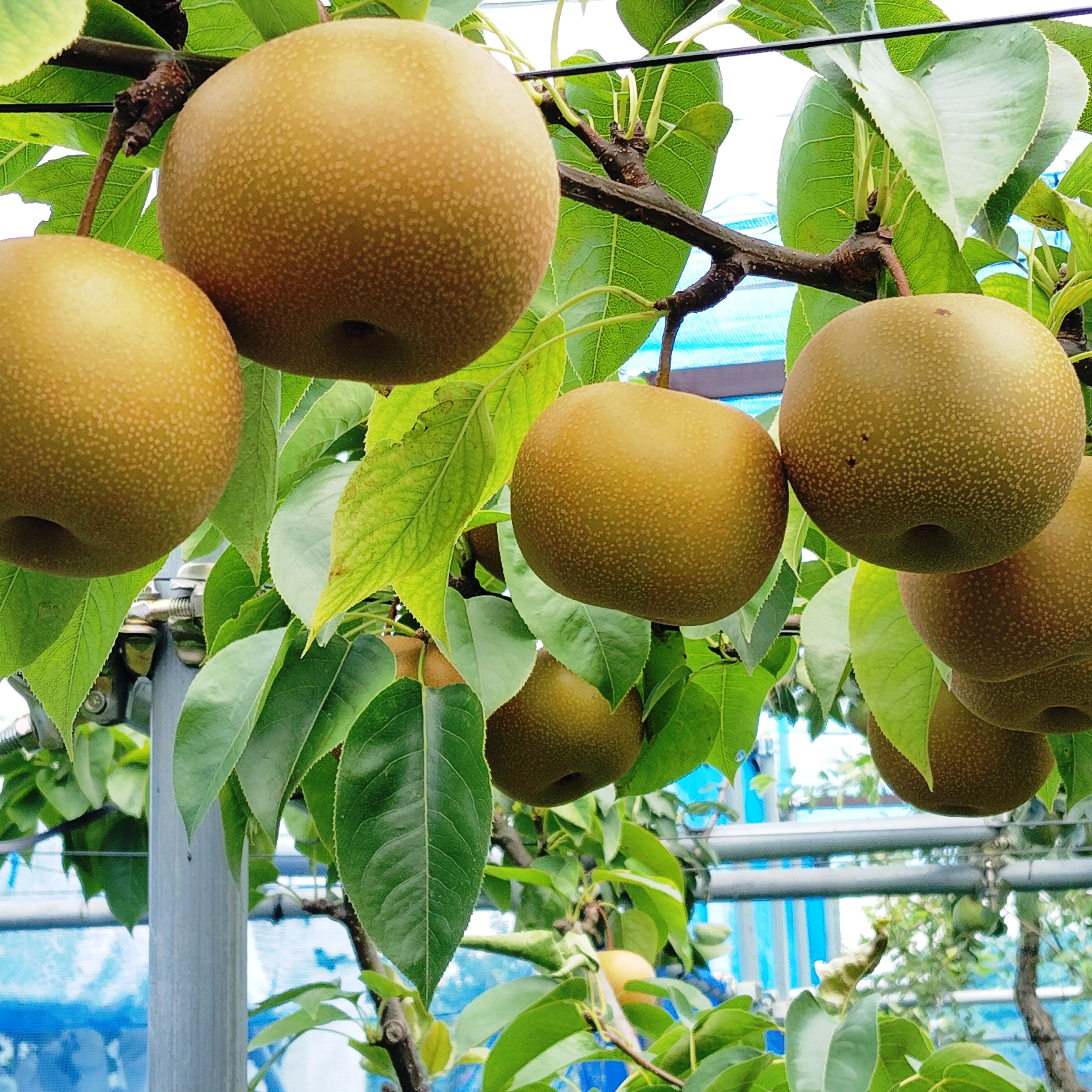 貴重品種・農薬節約栽培】和梨（長十郎）約2.5kg 1箱8～9玉 大きさ