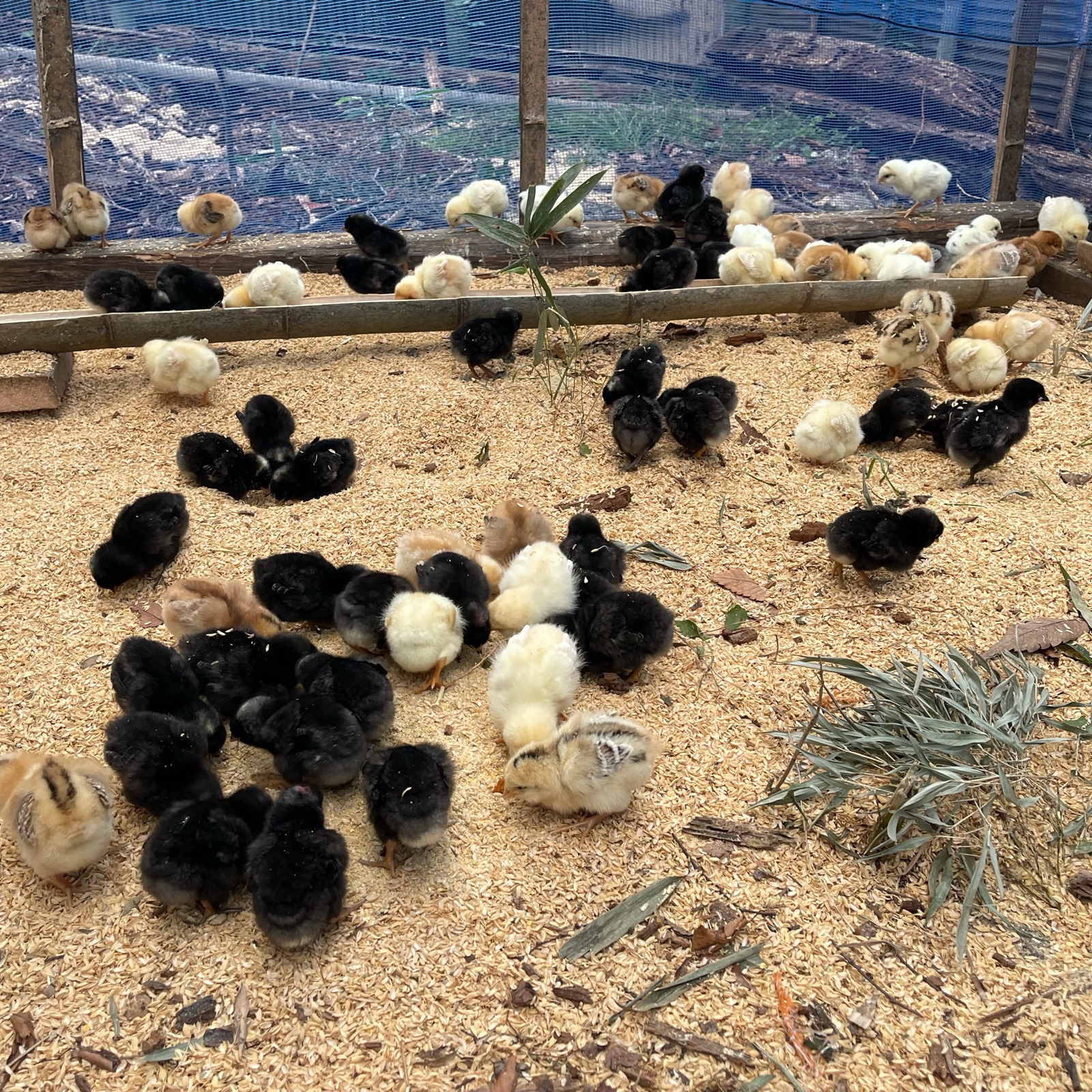 きたひろブルー アローカナ平飼い有精卵 20個 道の駅で完売 ｜ 卵/鶏卵
